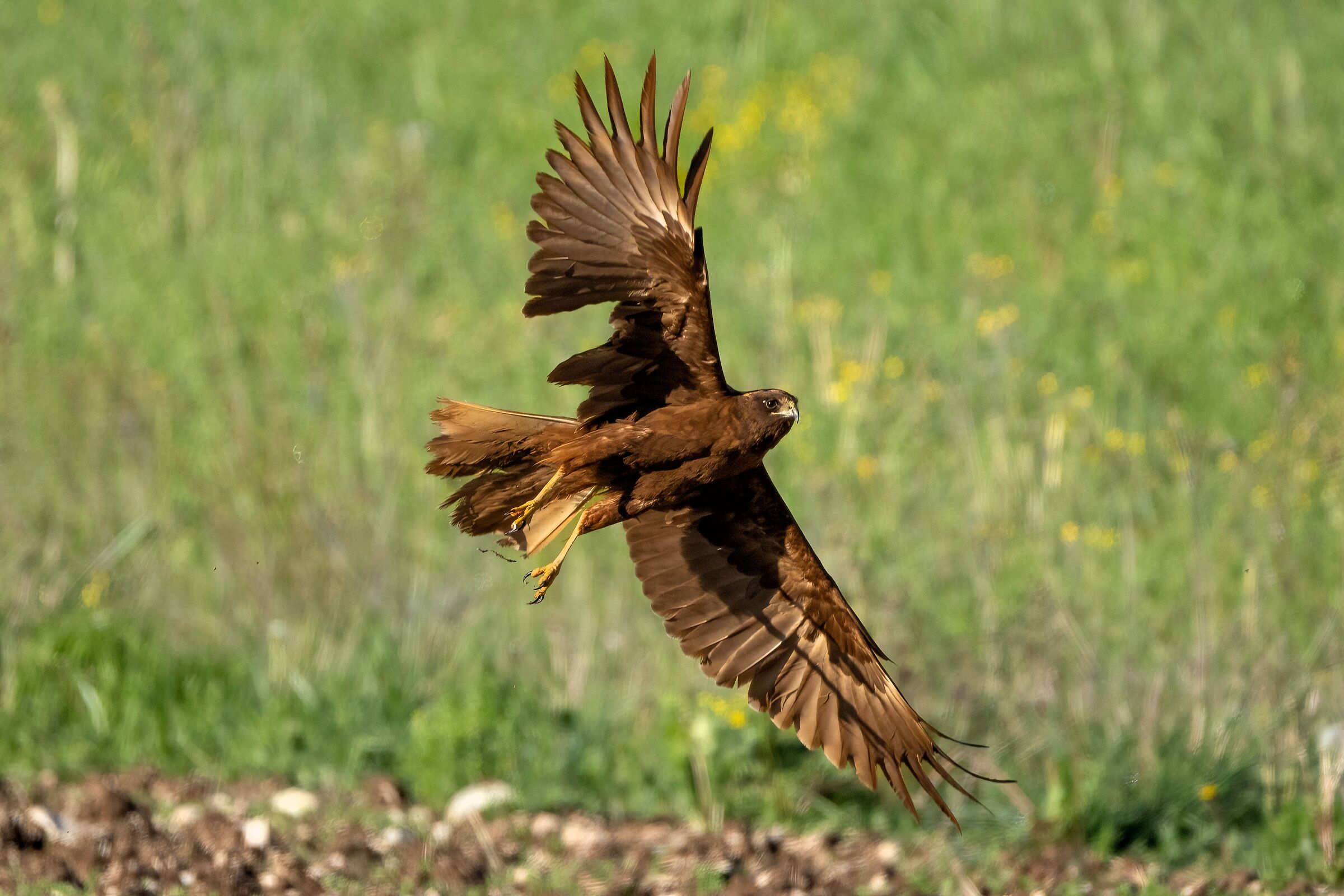 Falco di palude (Circus aeruginosus)