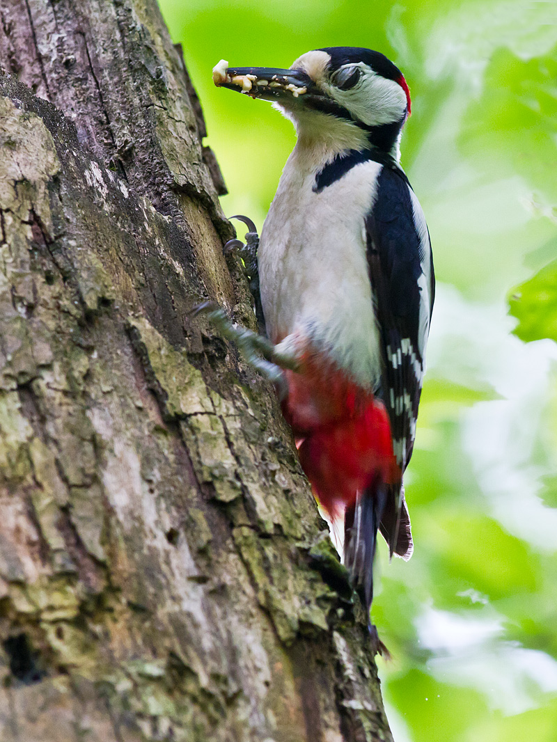 Picchio Rosso Maggiore