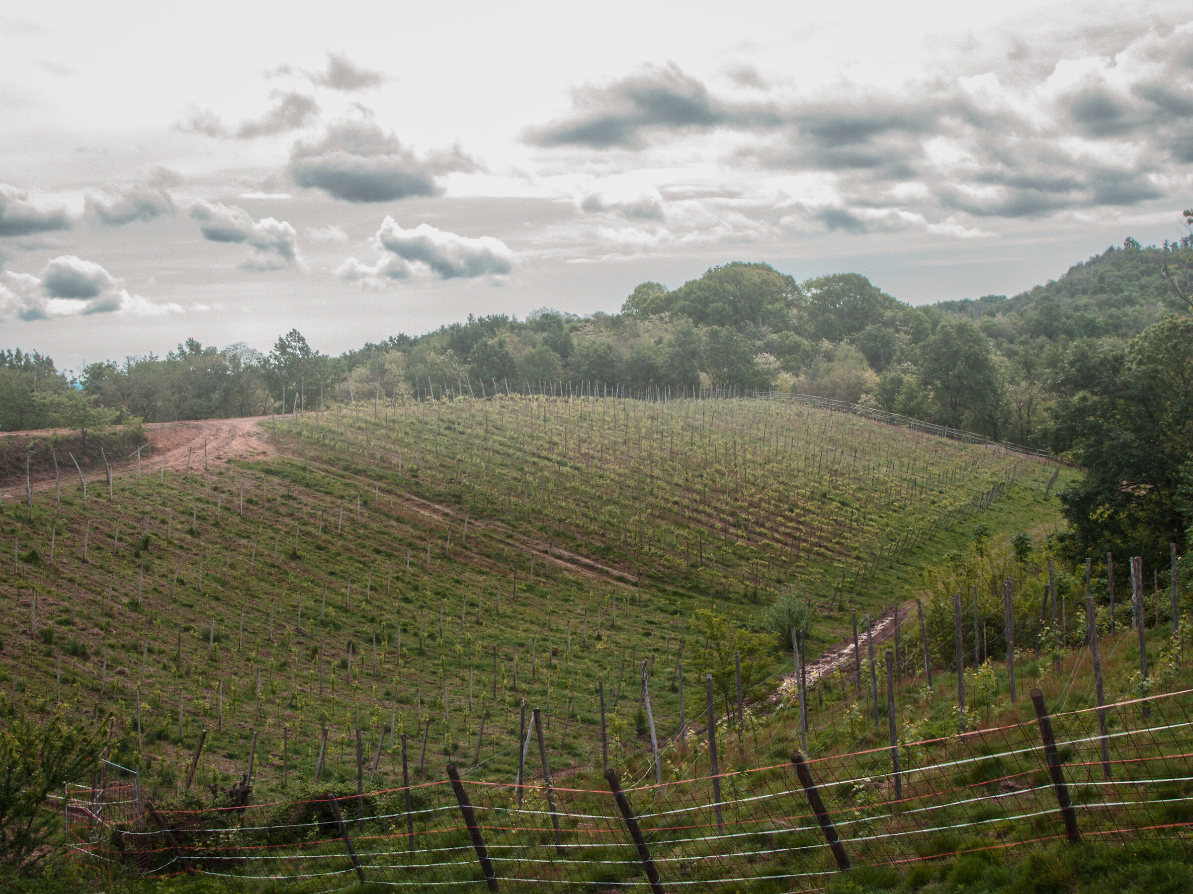 I vigneti di Boca (Novara)