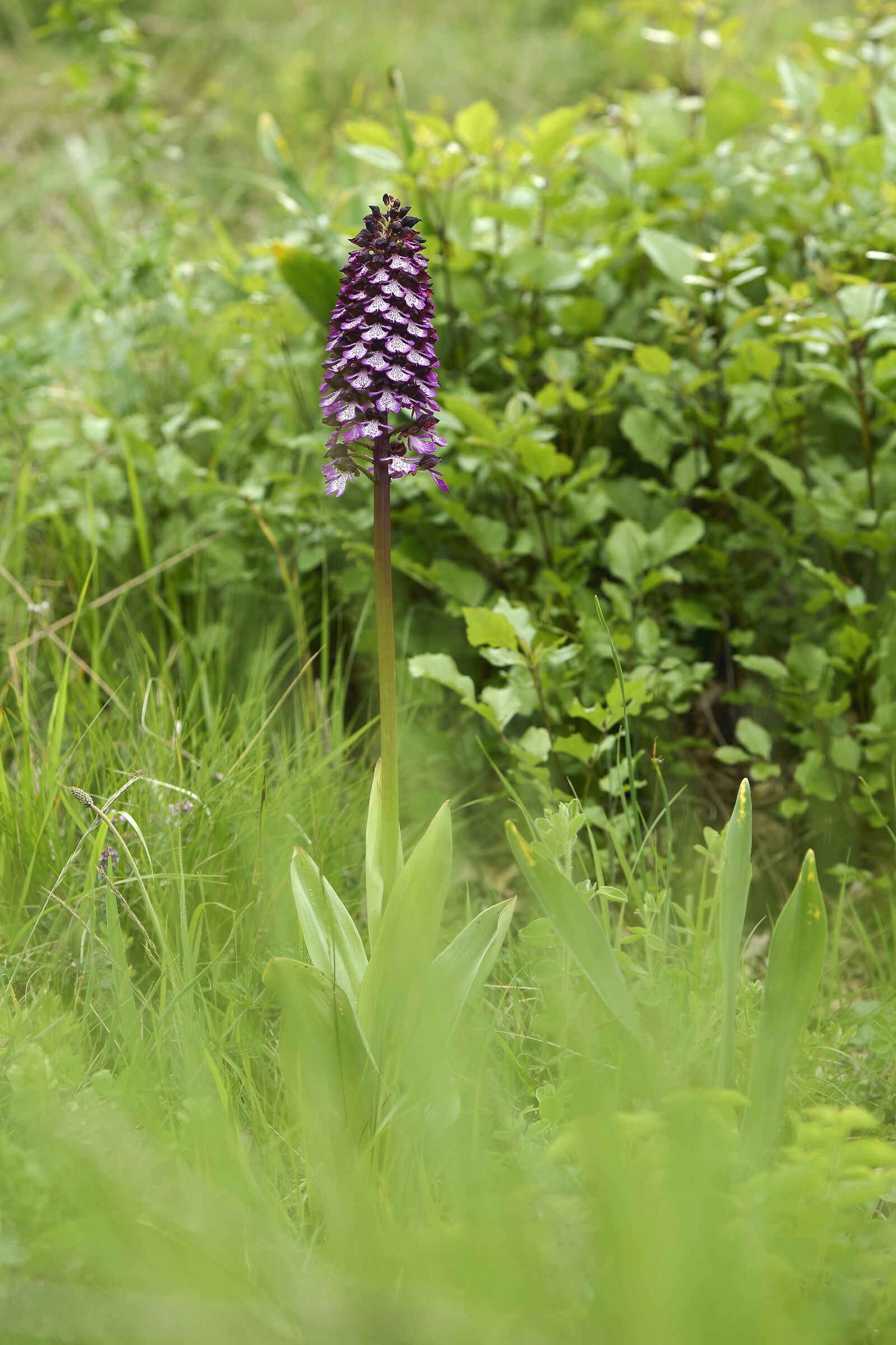 Orchis purpurea