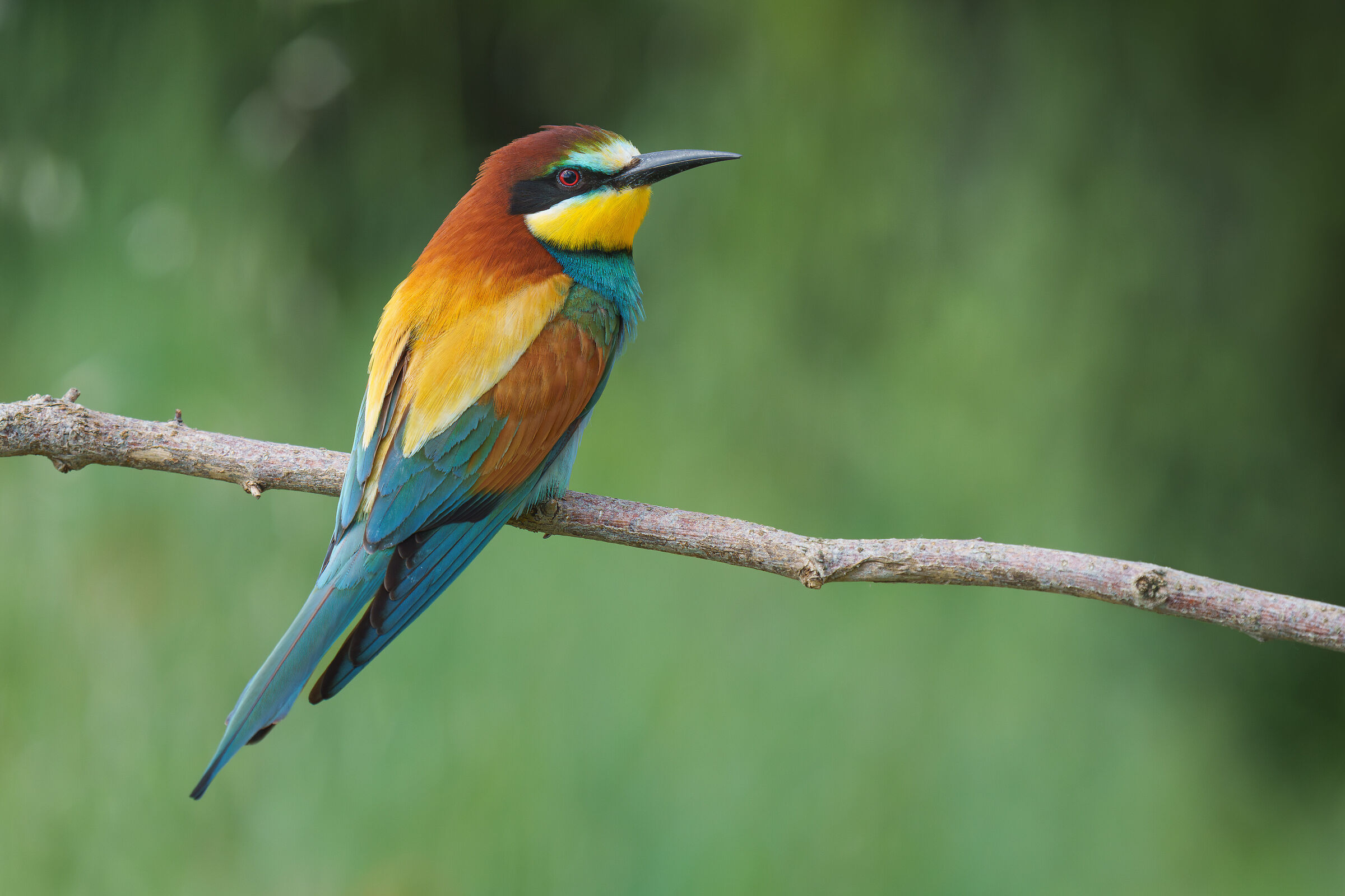 bee-eater