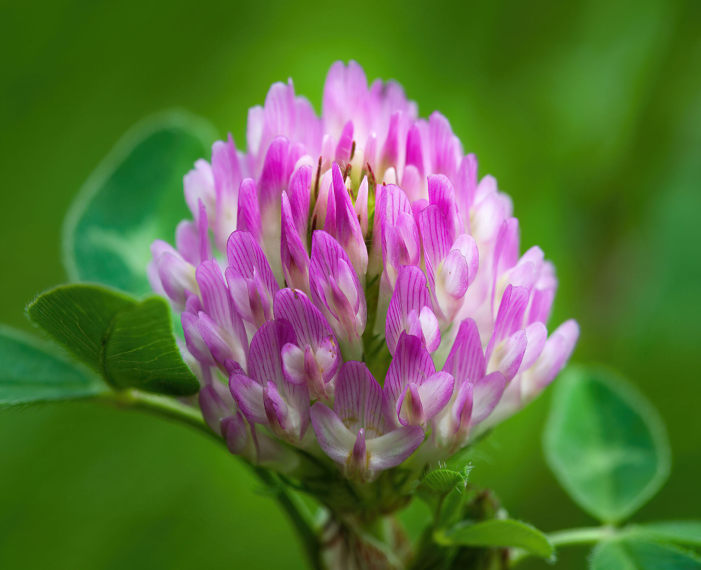 Piccolo, umile e bello...