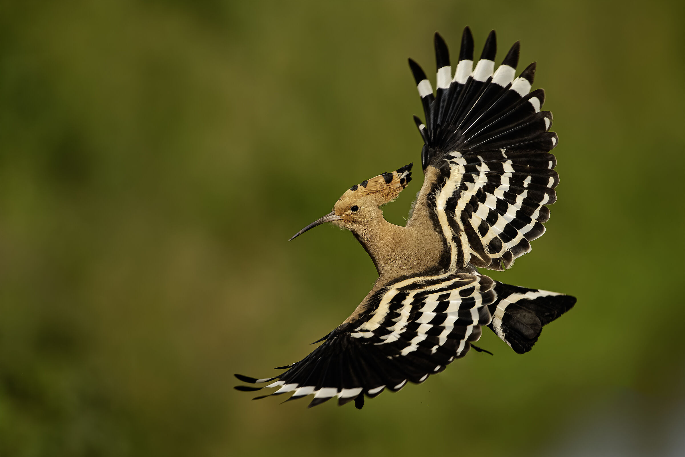 The Flight of the Hoopoe