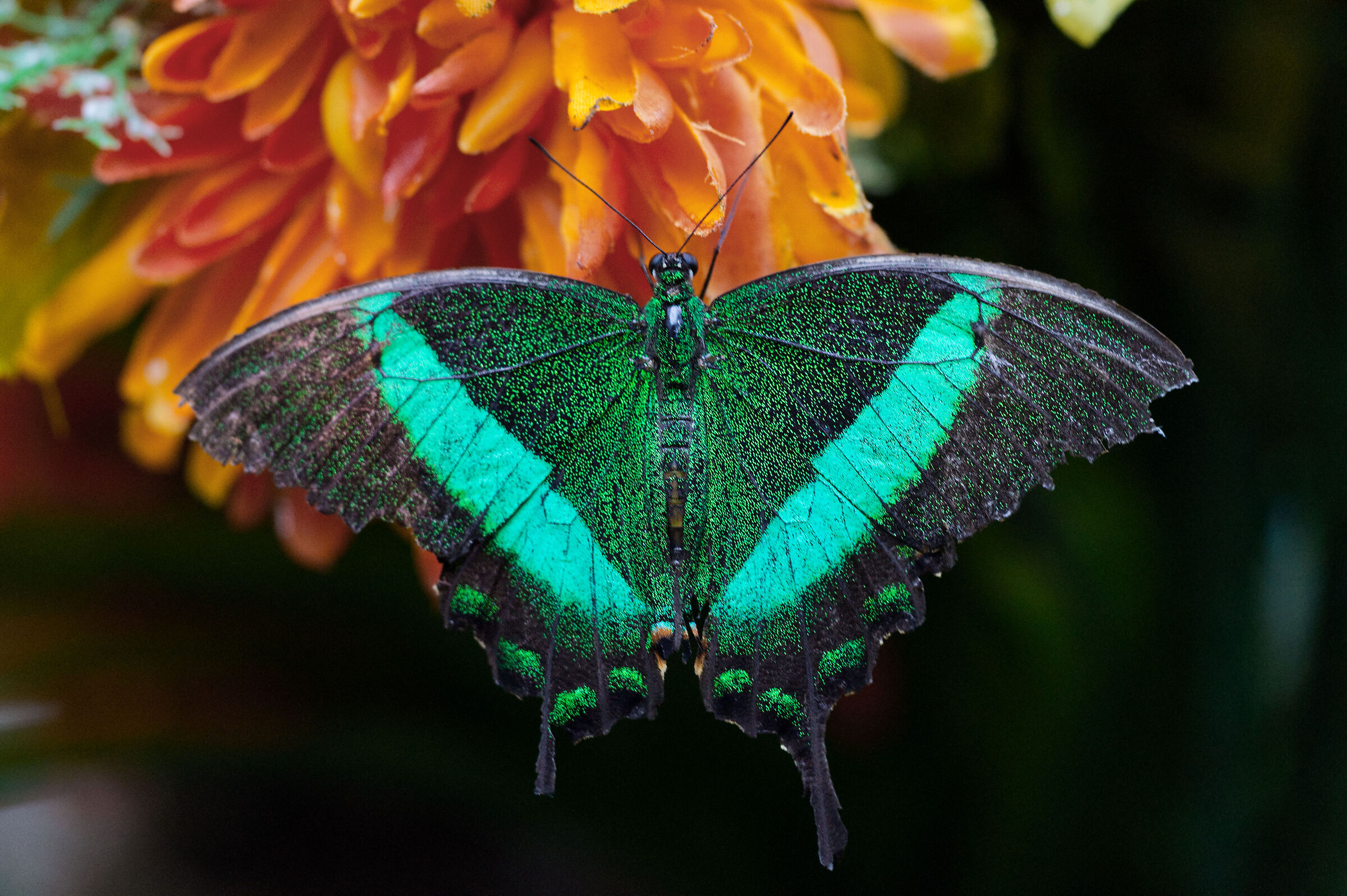 Papilio crino