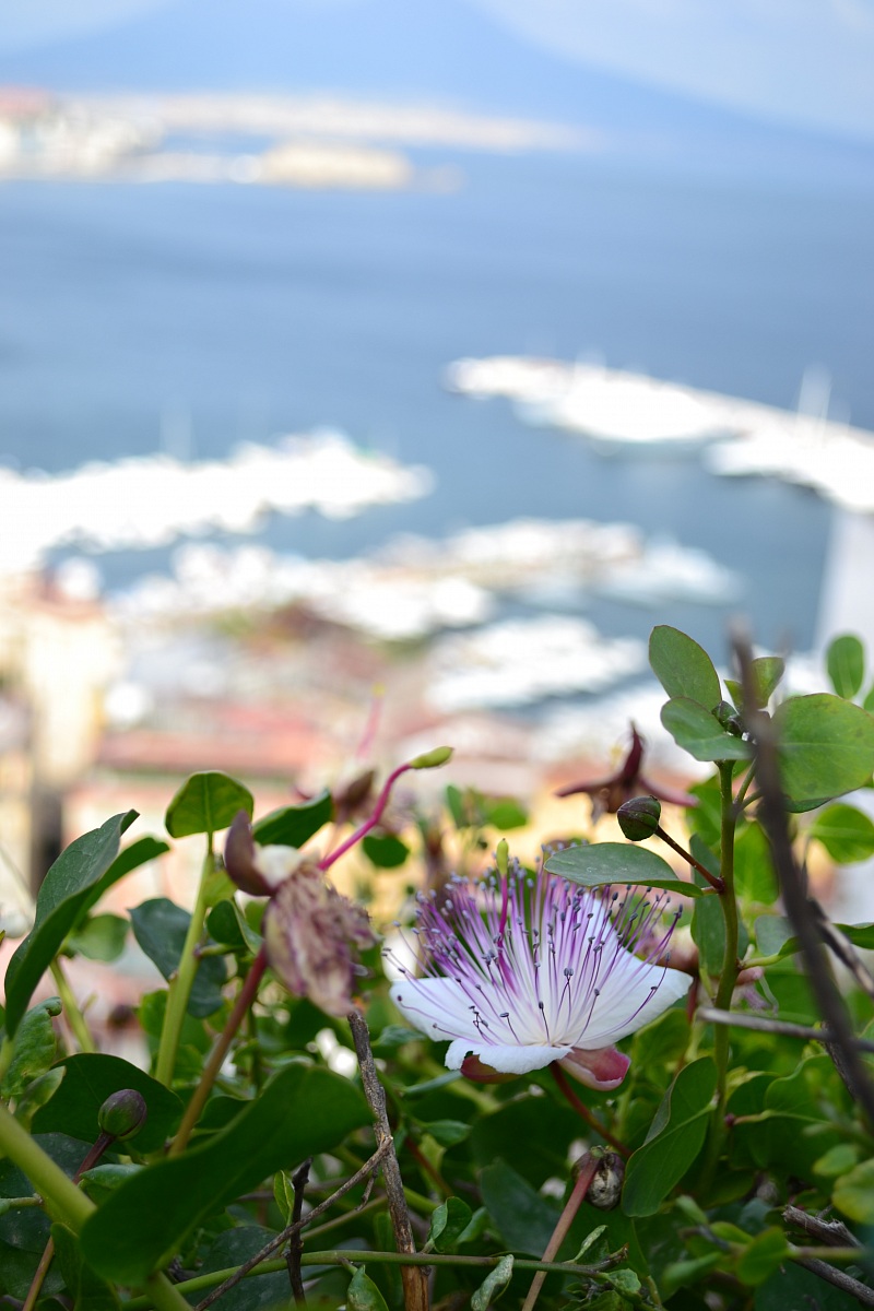 Capers on Mergellina