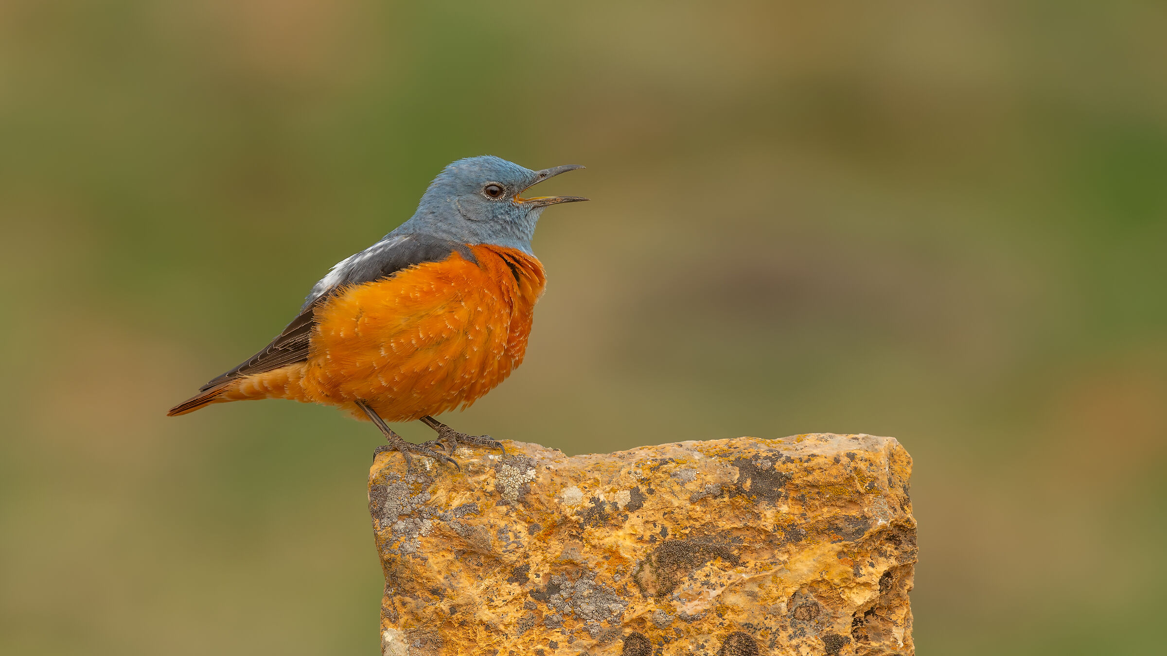 Monticola saxatilis » Common Rock Thrush