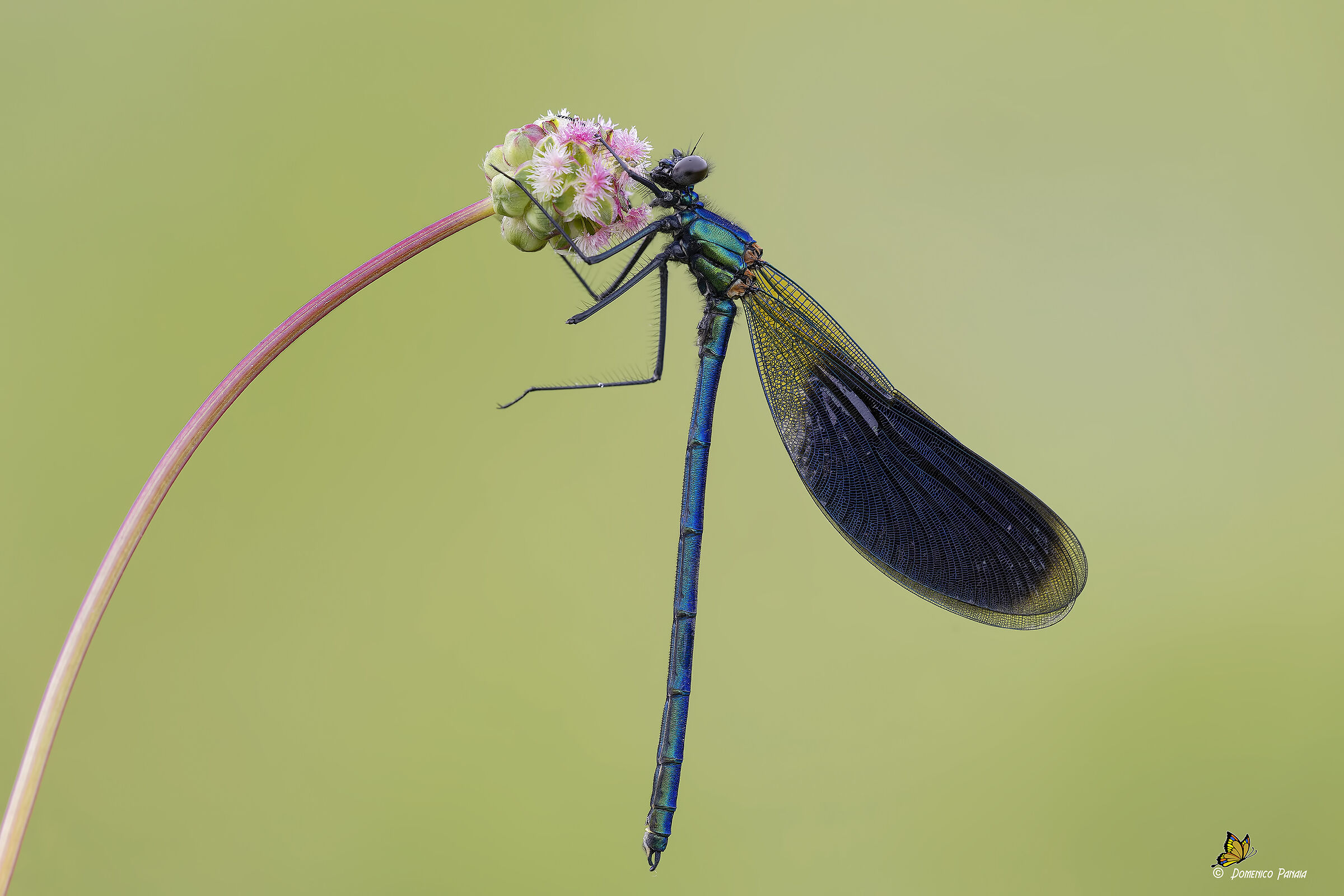 calopteryx splendens