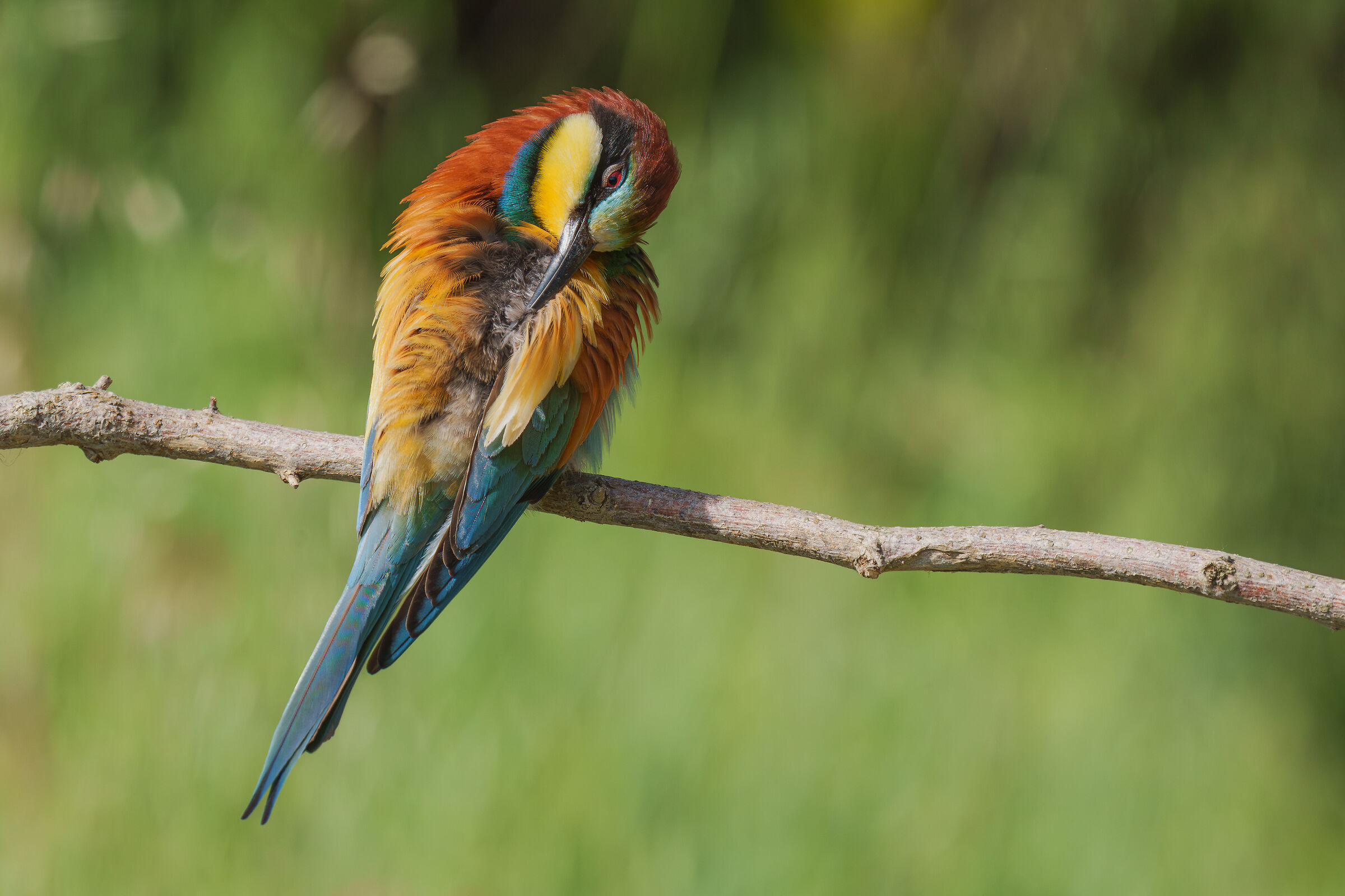 bee-eater