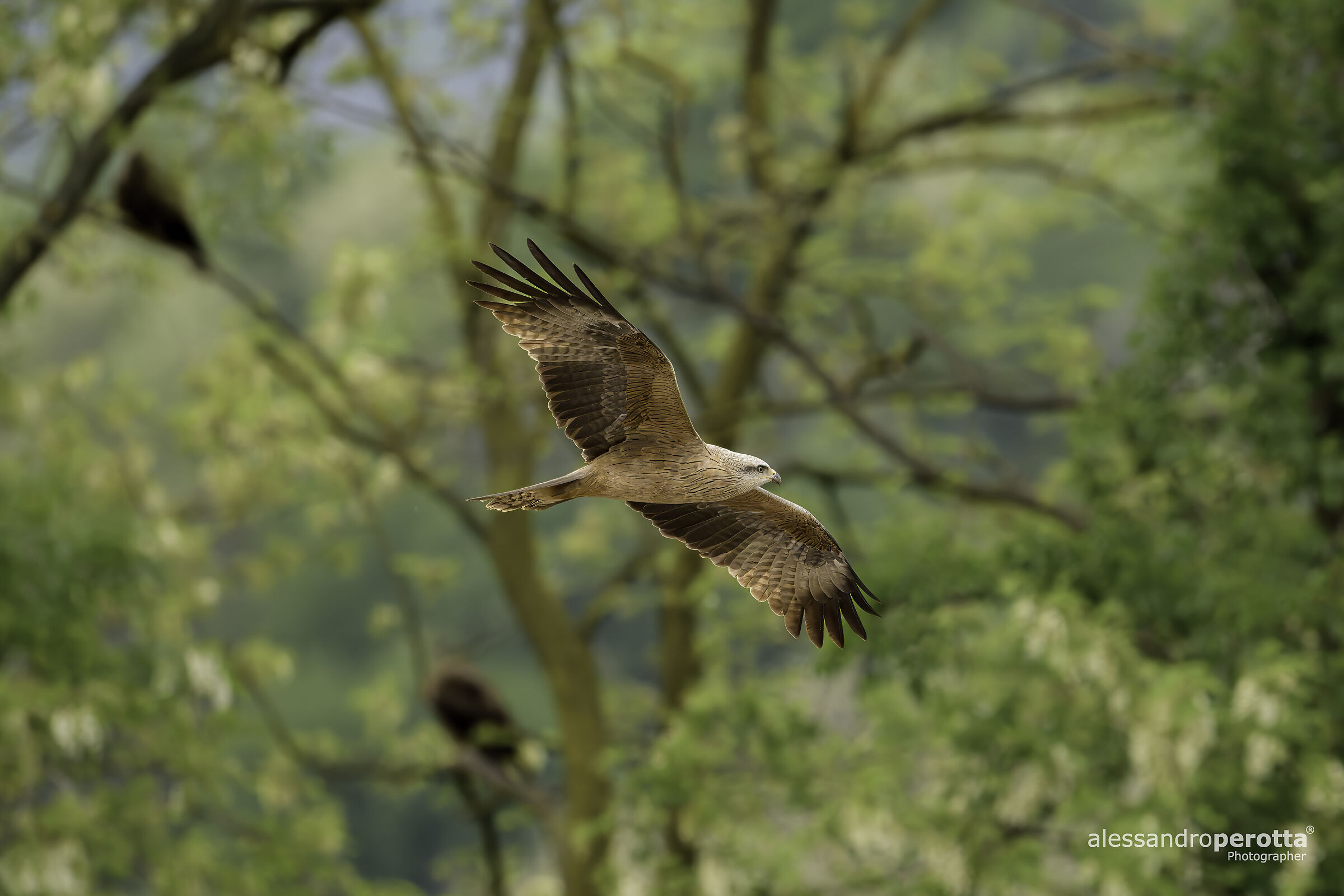 Milvus migrans