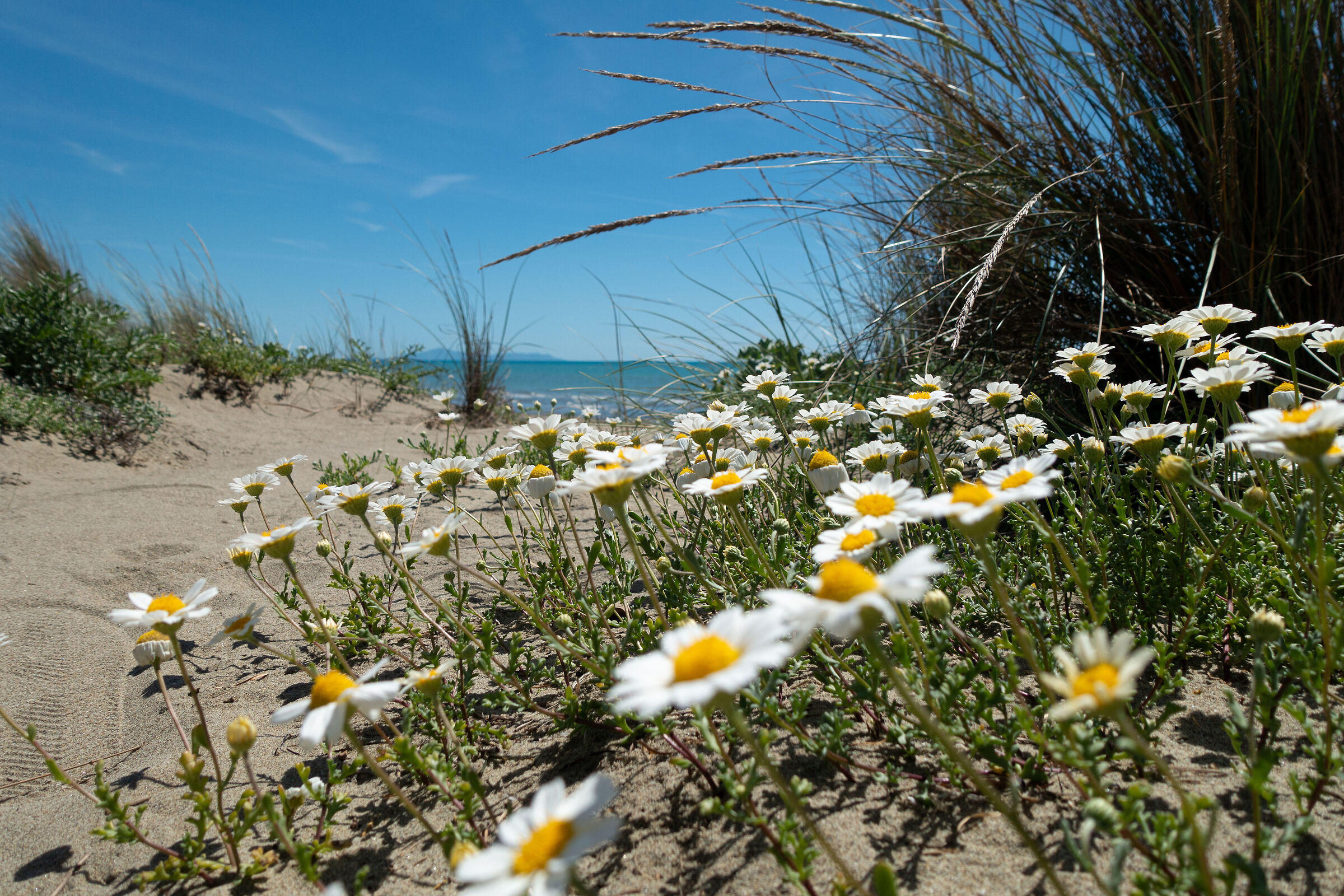 Spring by the sea
