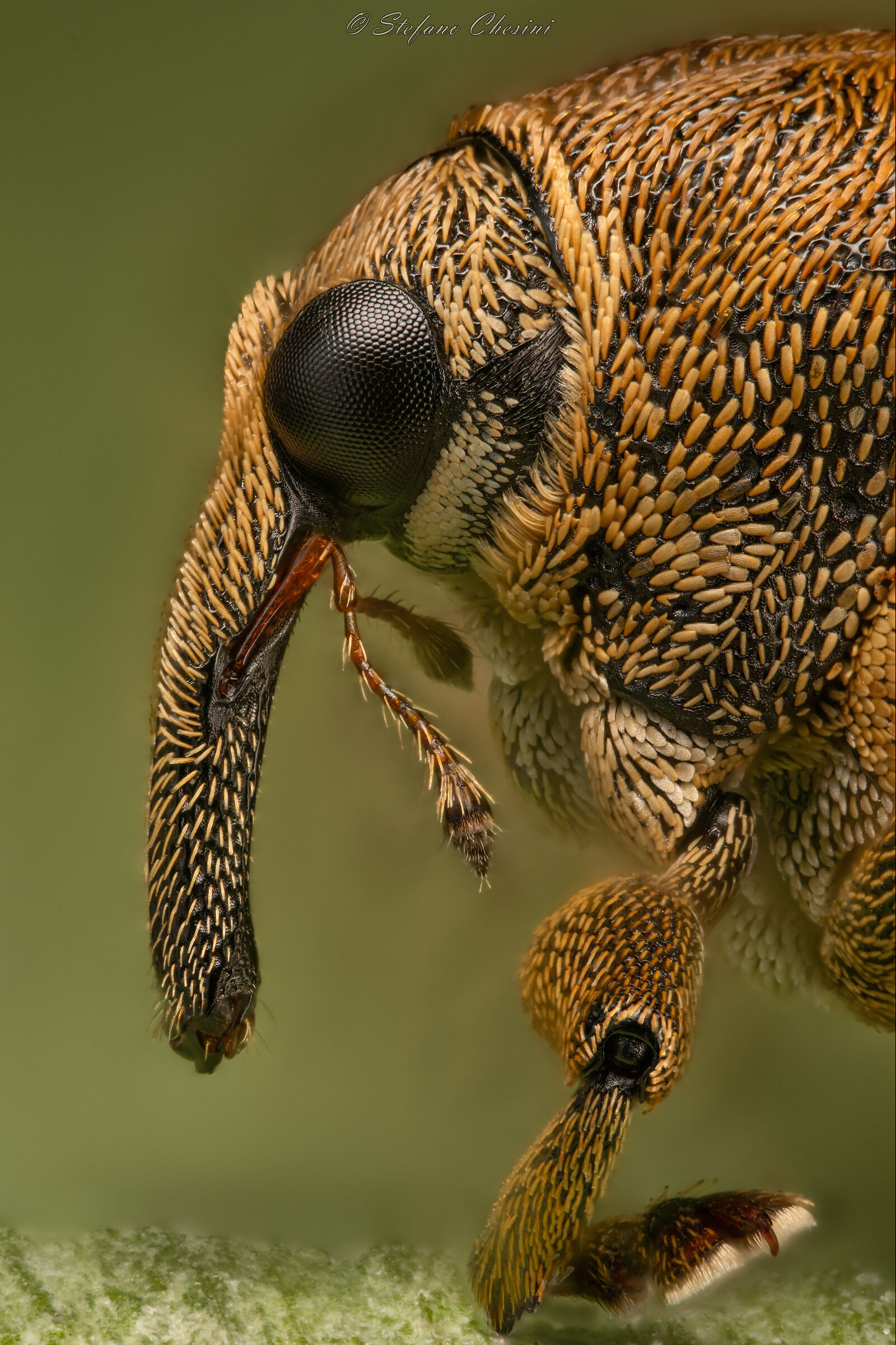 Wanted n° 1 (Weevil)