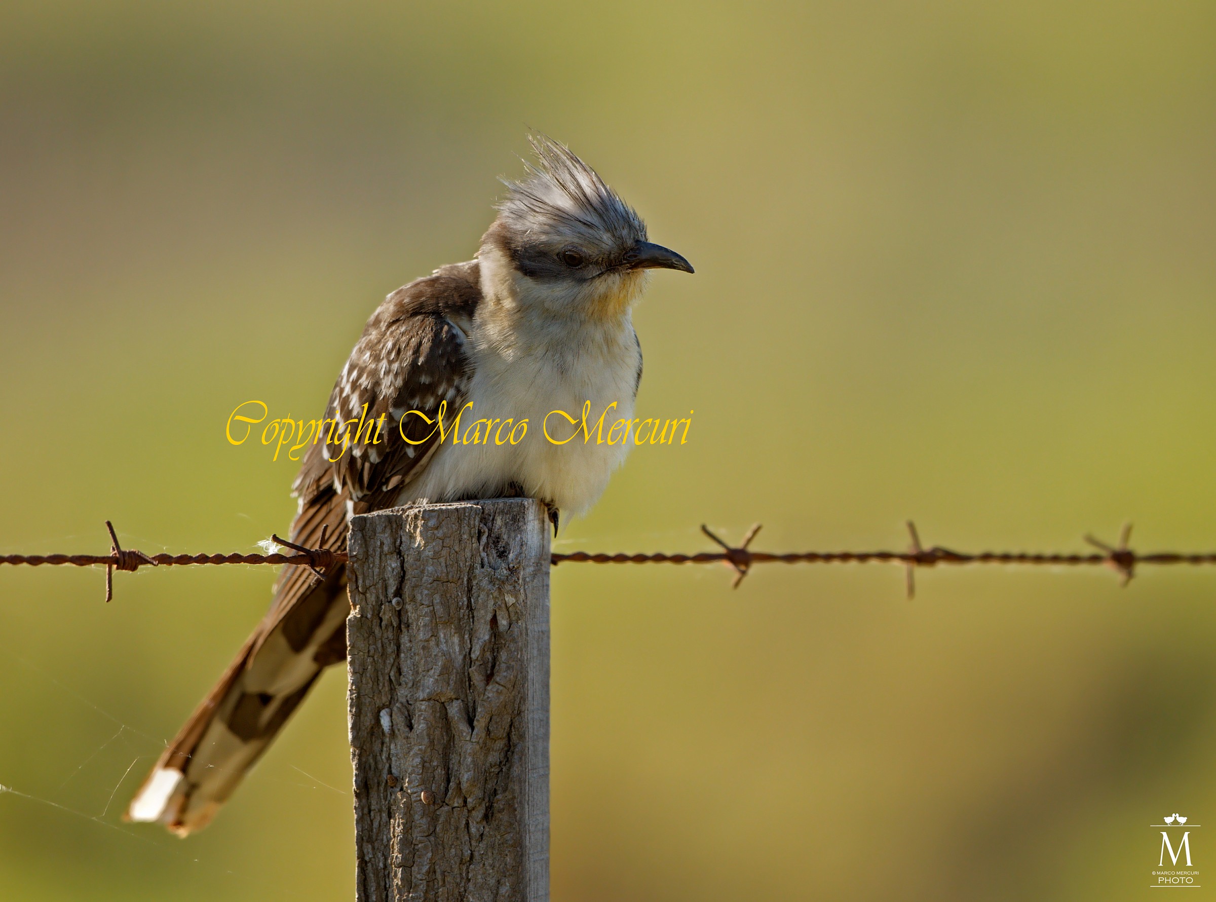 Spotted Cuckoo