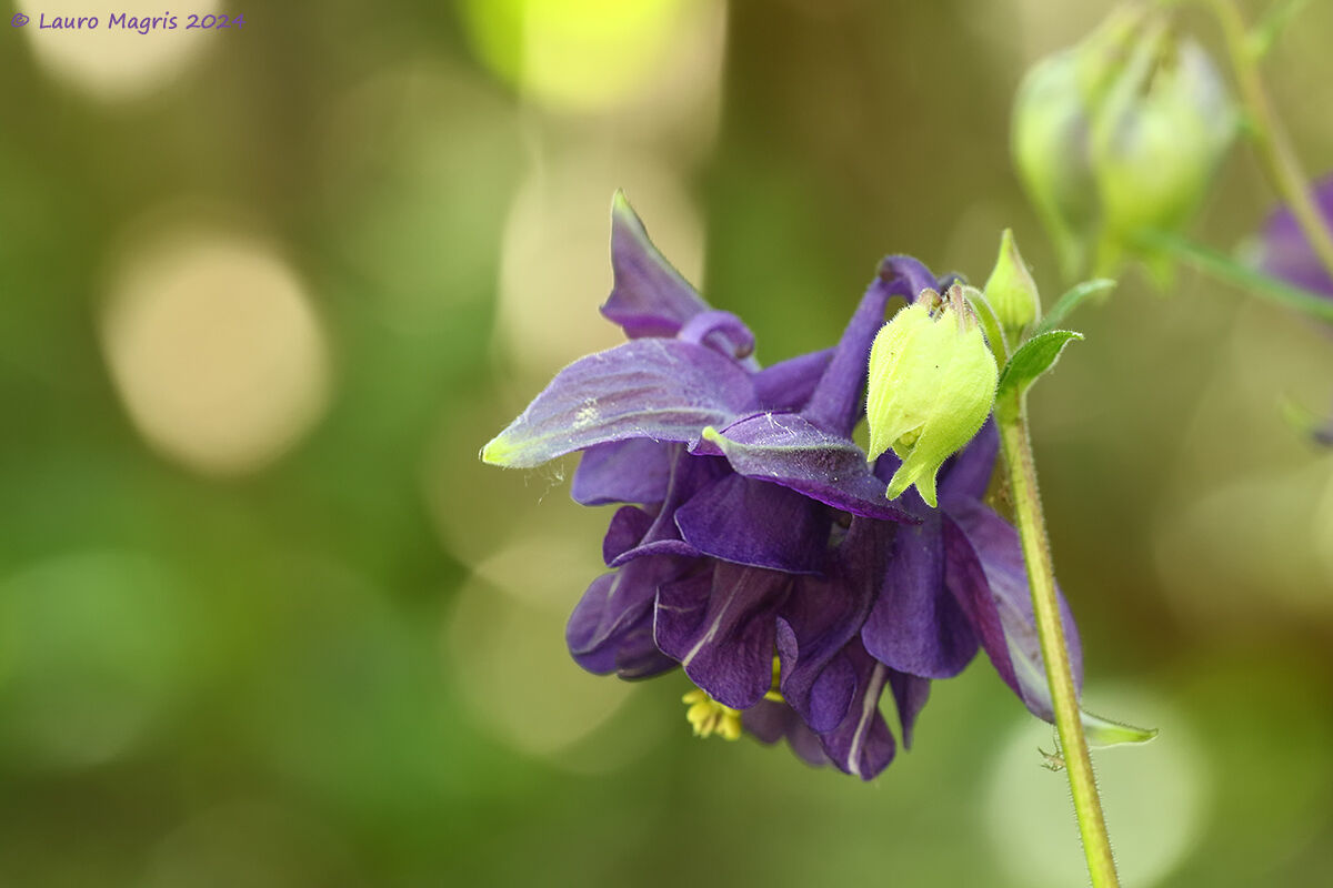 Aquilegia comune