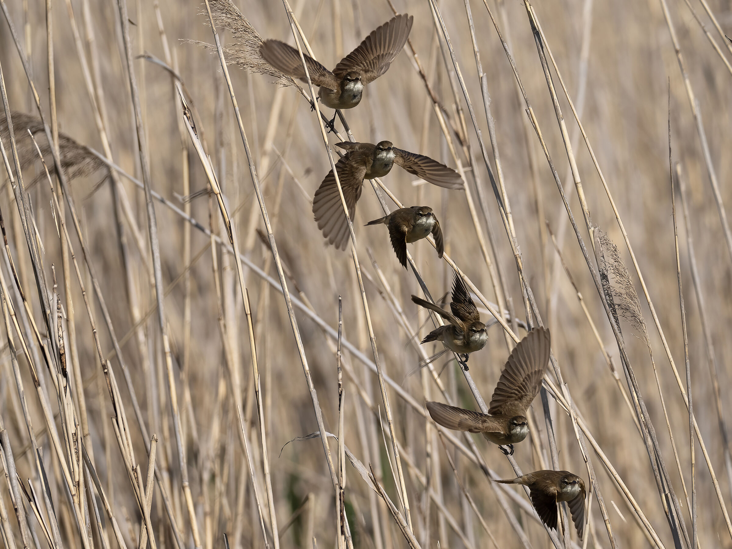 Reed Reed Pro Capture