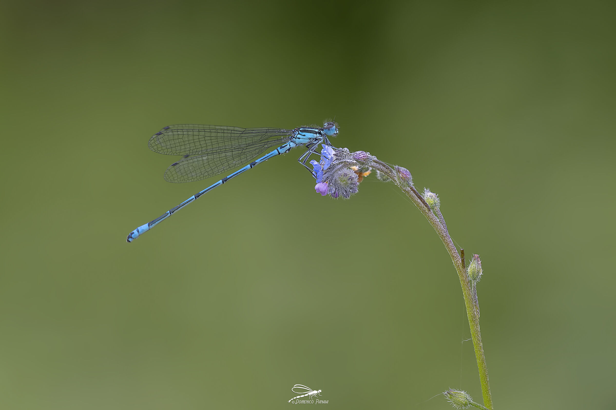 coenagrion puella