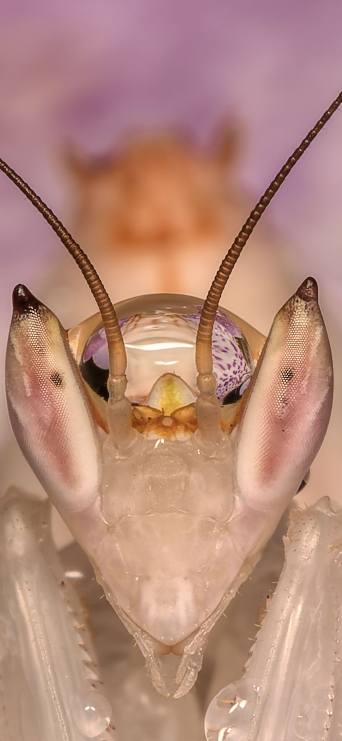mantis