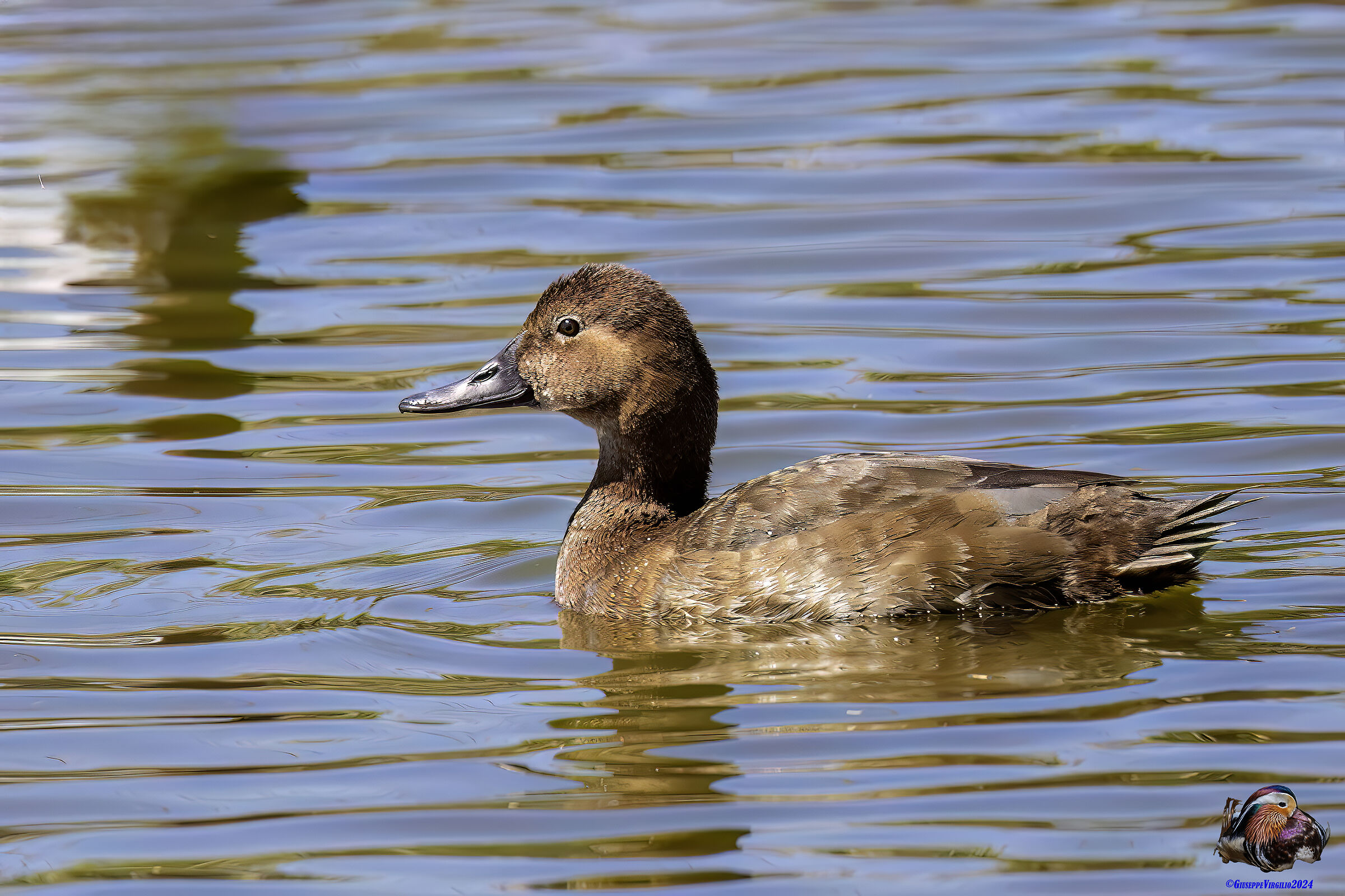 Pochard (Sardinia2024)