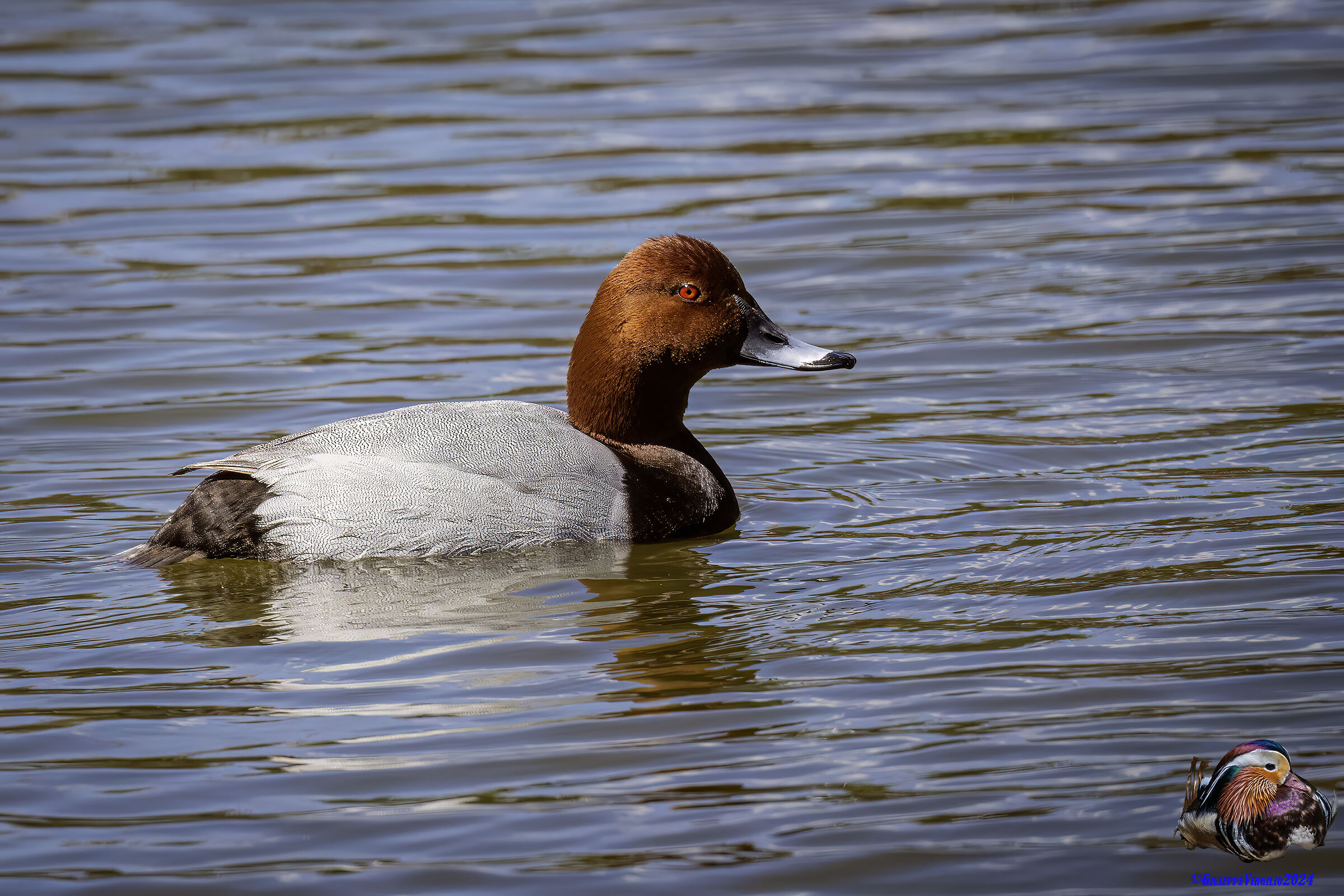Pochard (Sardinia2024)
