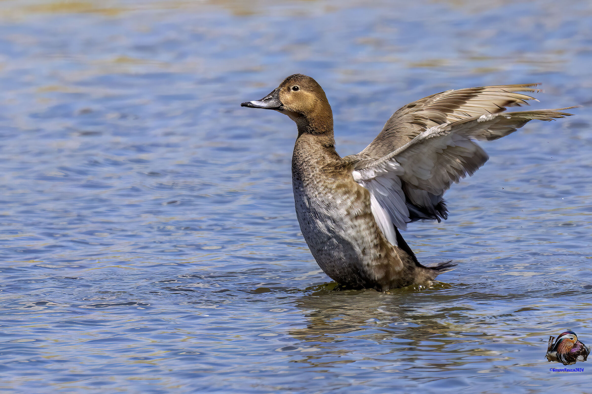 Pochard (Sardinia2024)