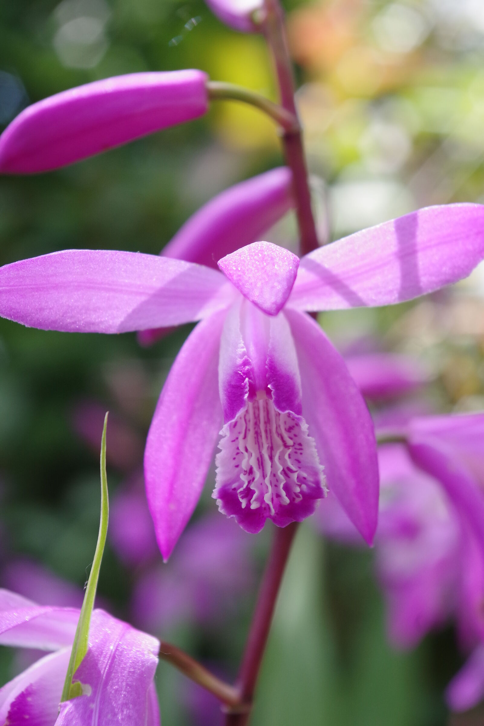 Bletilla Striata