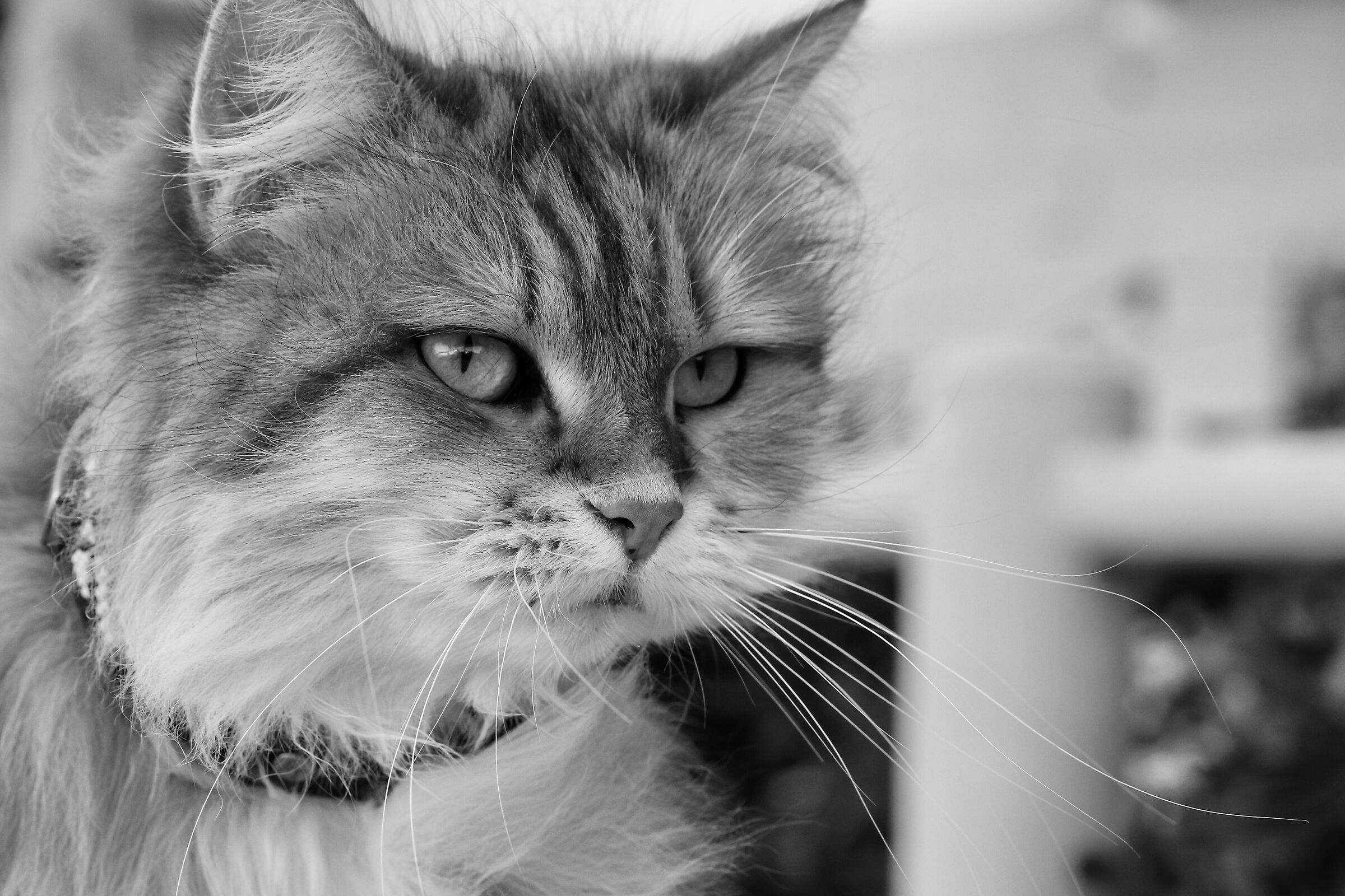 Moustache