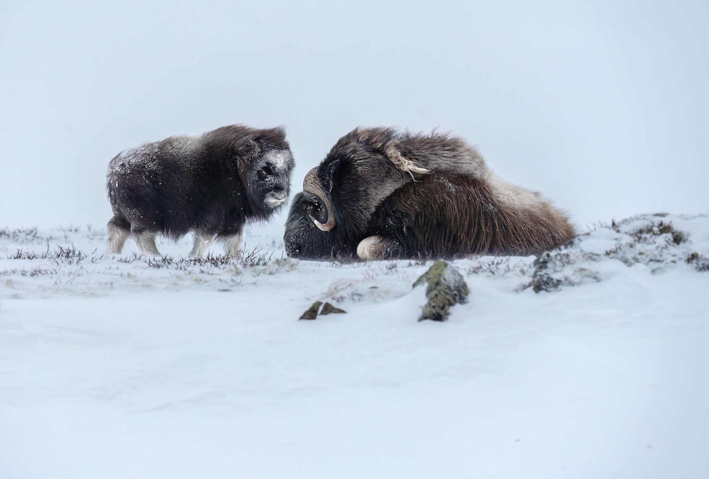 Muskoxen
