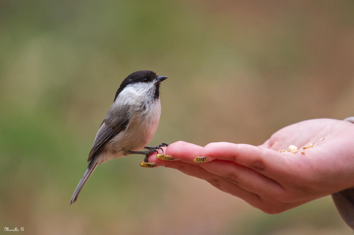 Un simpatico amichetto