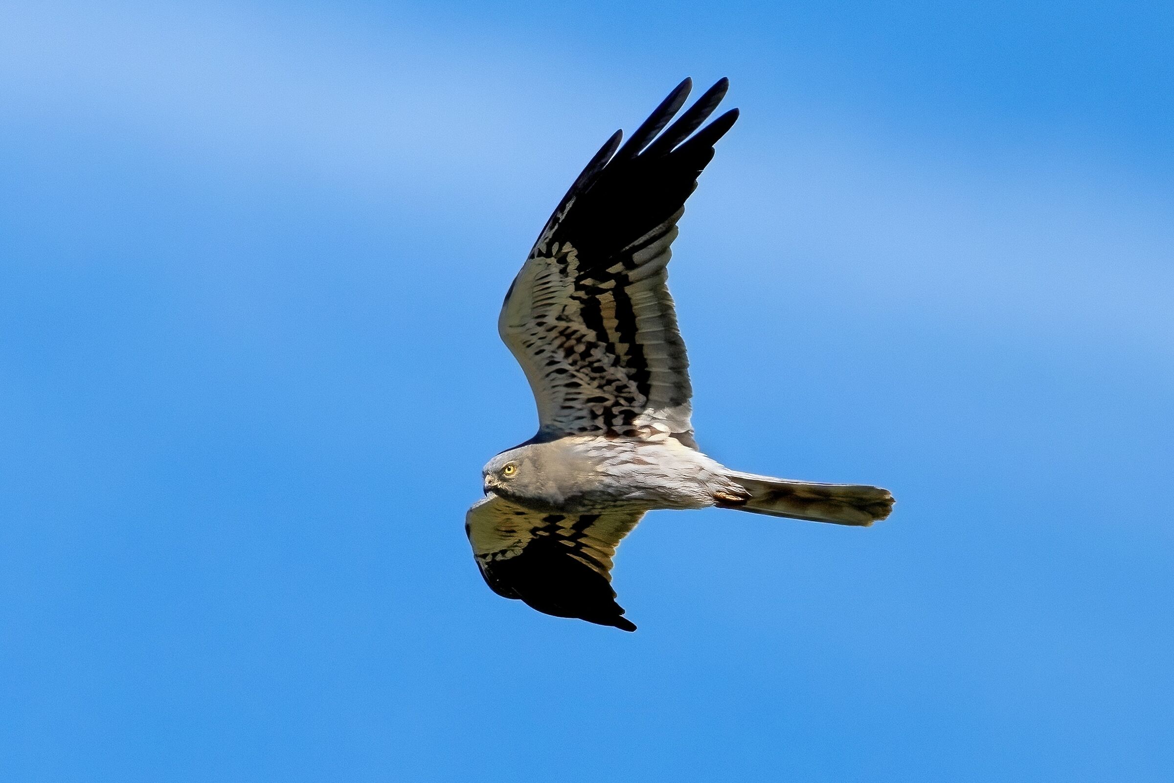 Hen harrier (Circus pygargus)