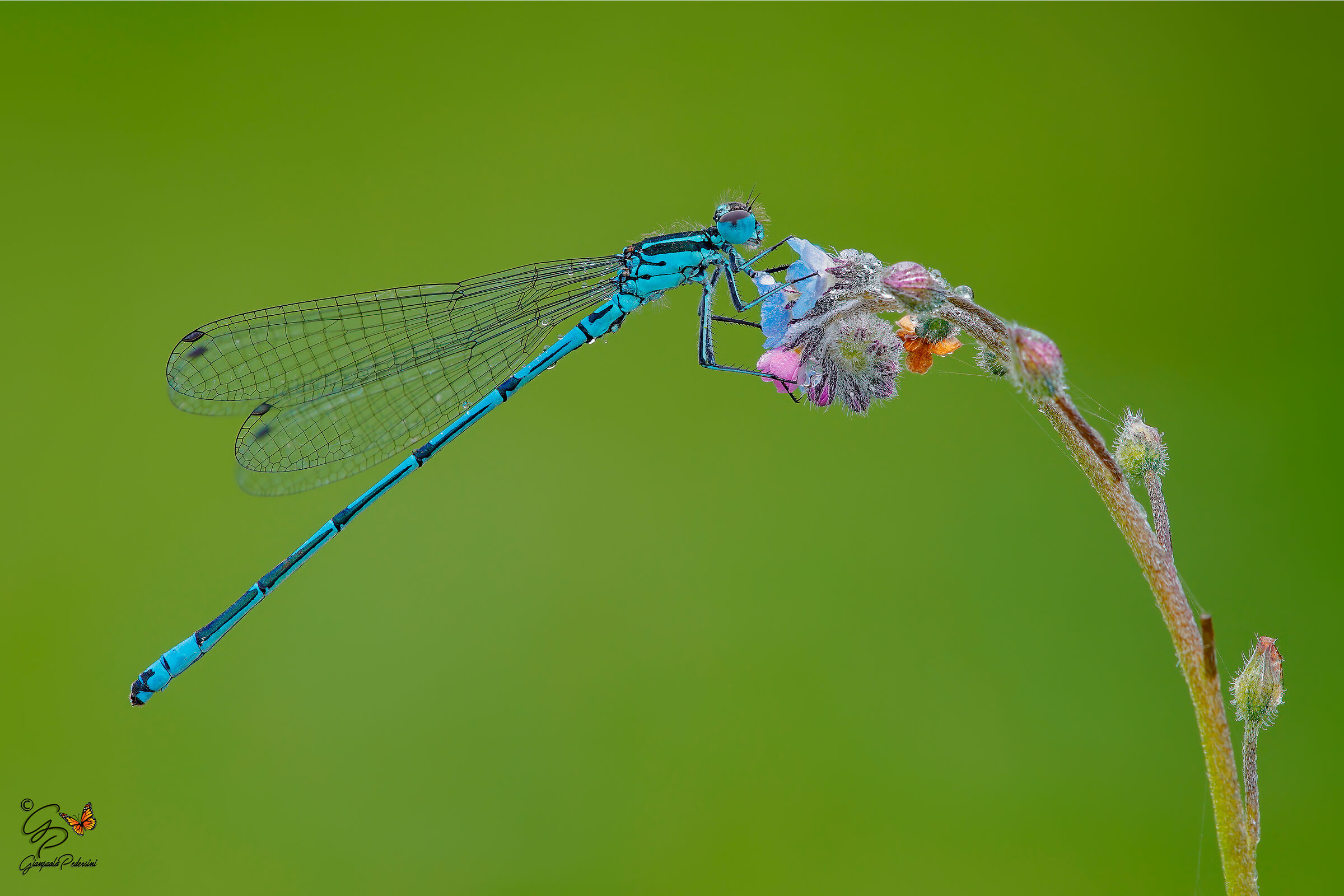 Coenagrion puella