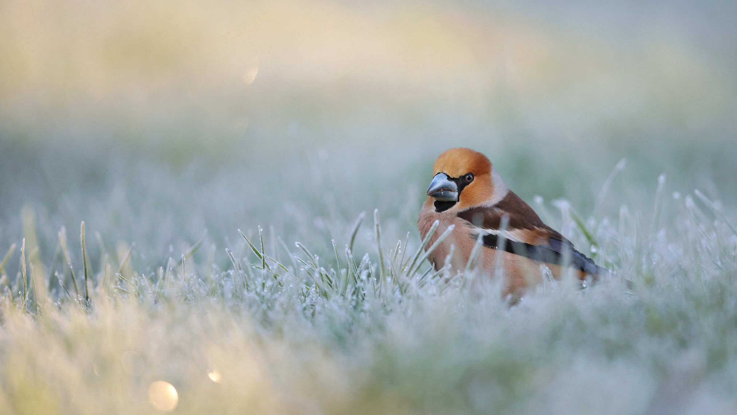 Coccothraustes coccothraustes