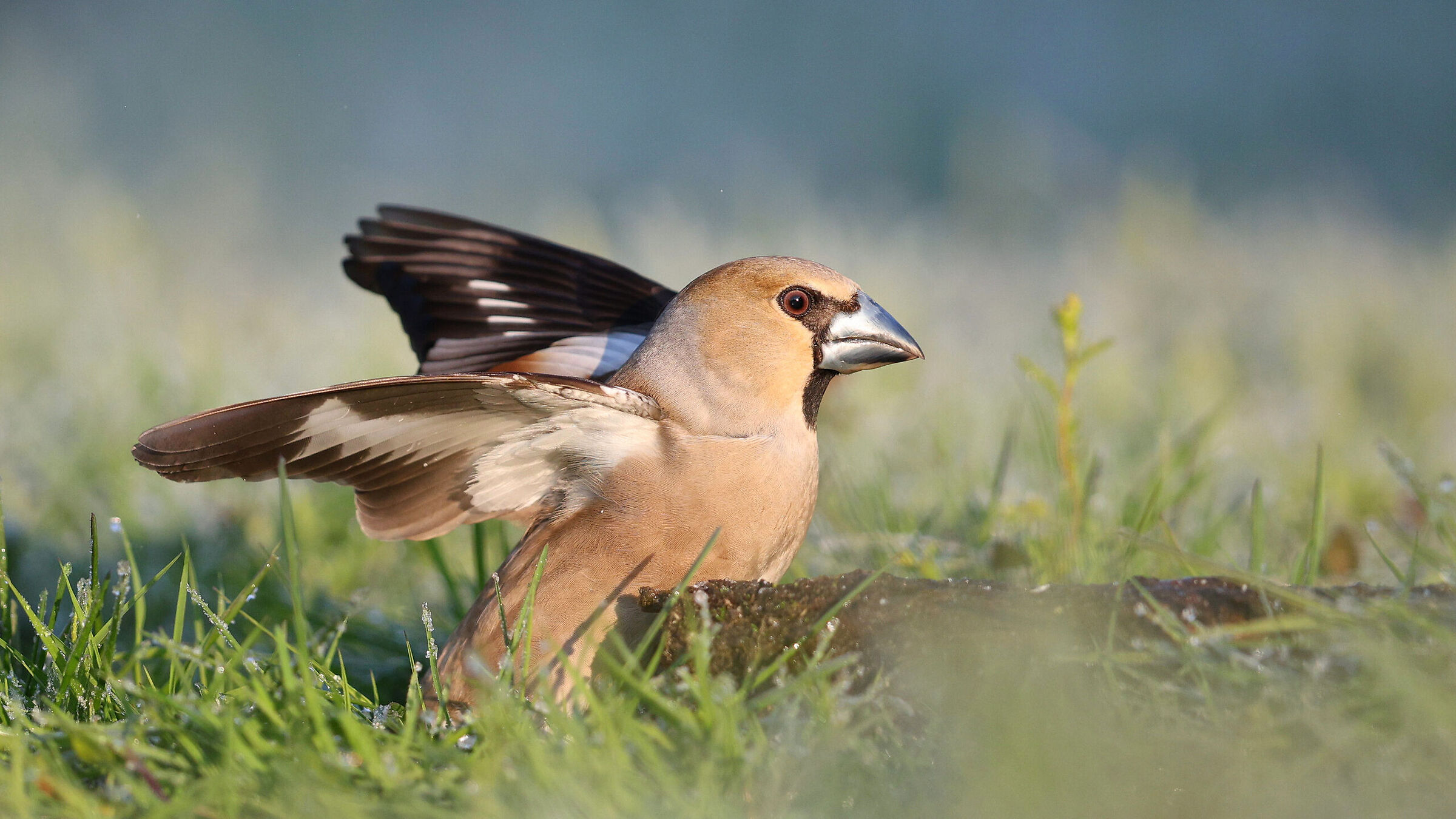 Coccothraustes coccothraustes