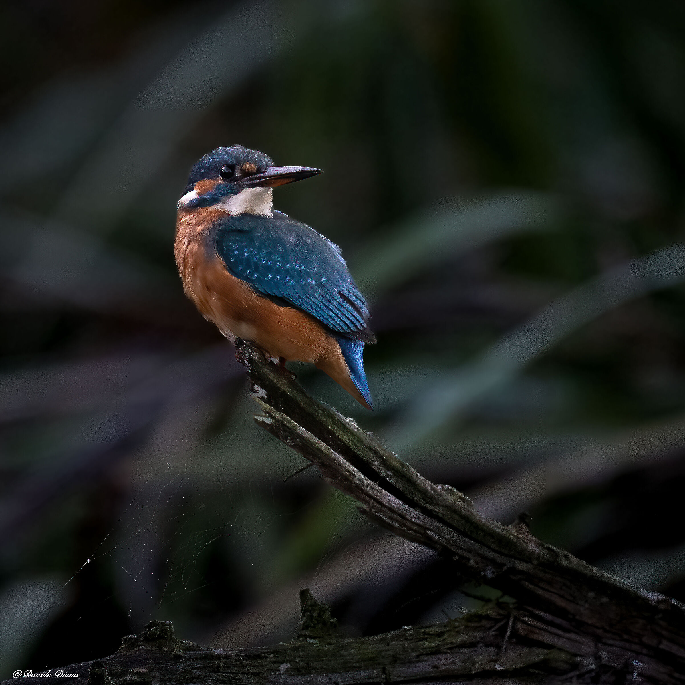 Martin Pescatore - Kingfisher