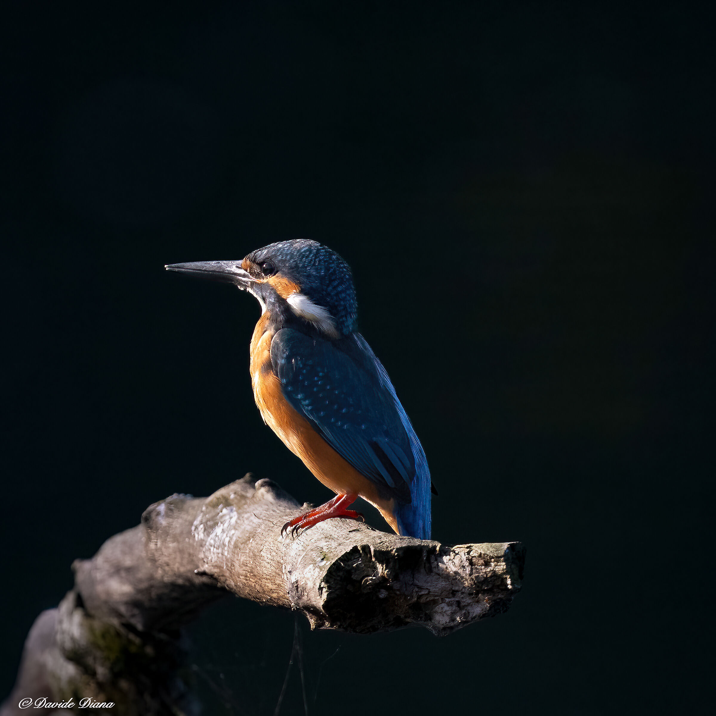 Martin Pescatore - Kingfisher