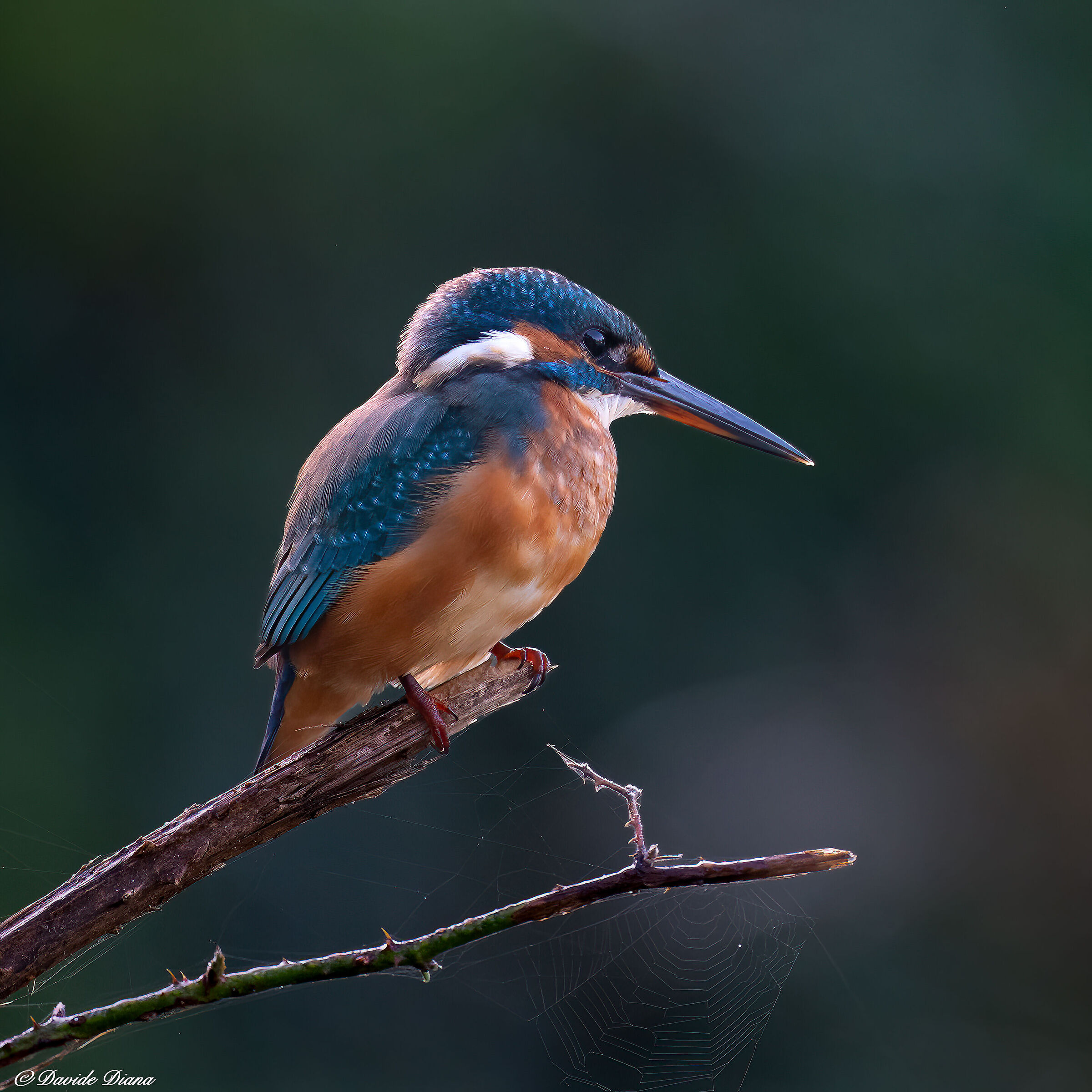 Martin Pescatore - Kingfisher