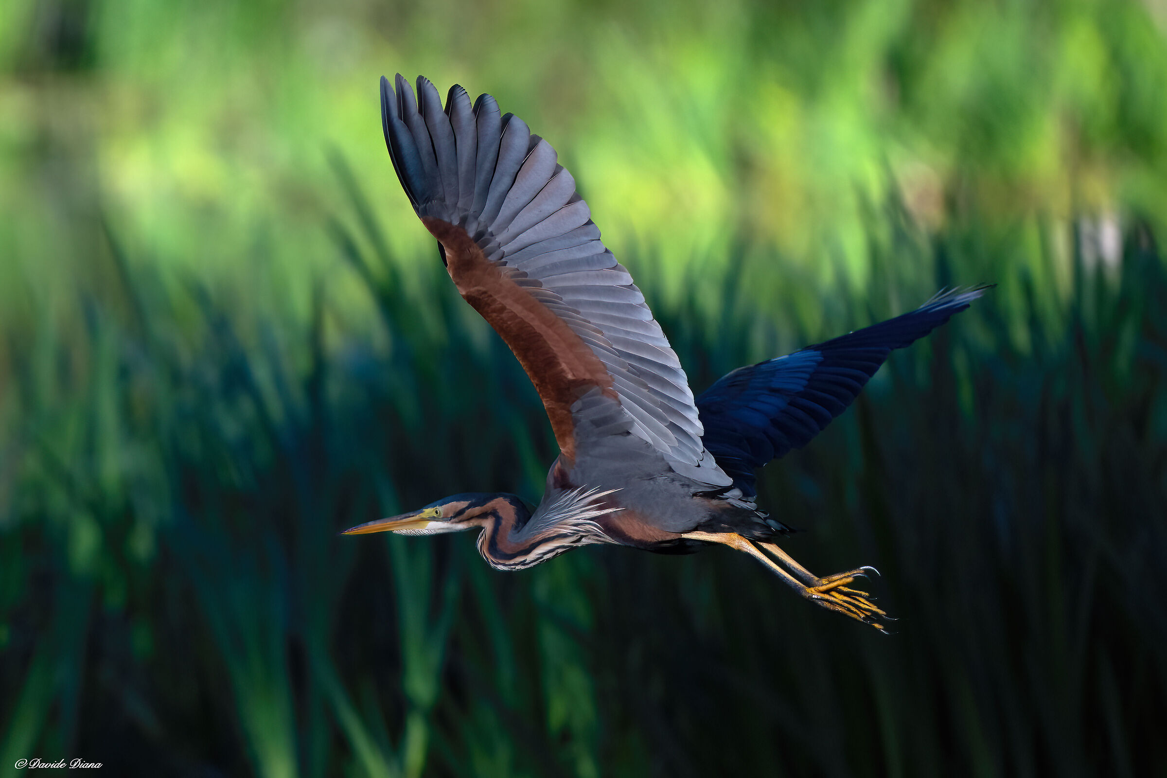 Purple heron