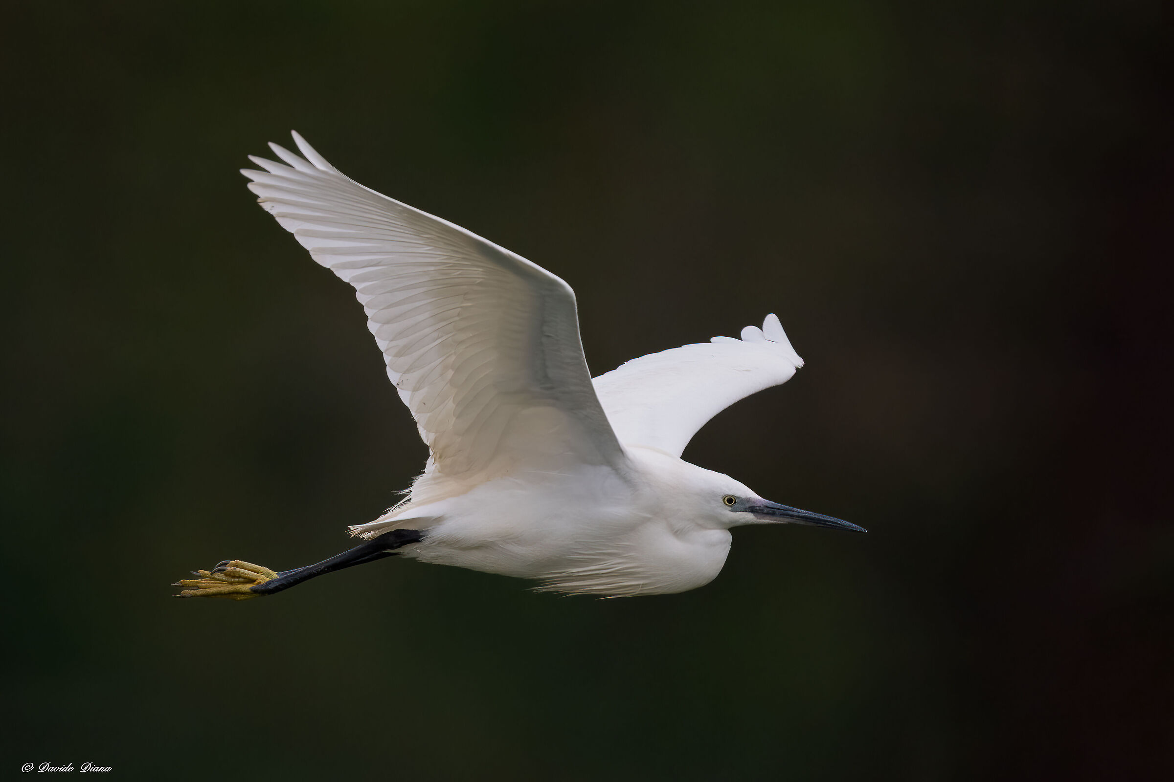 Egret