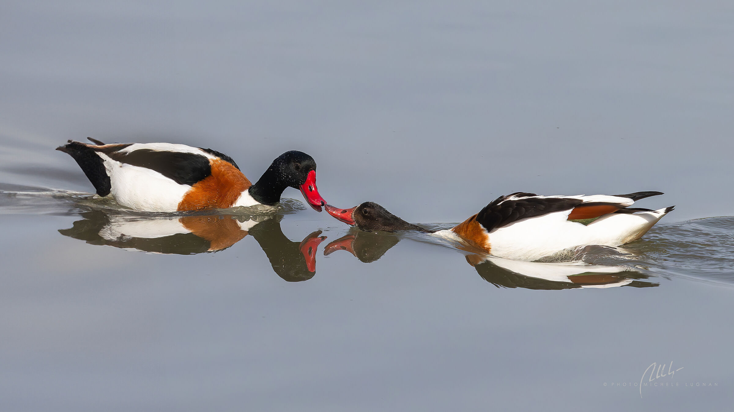 Tadorna tadorna (volpoca)