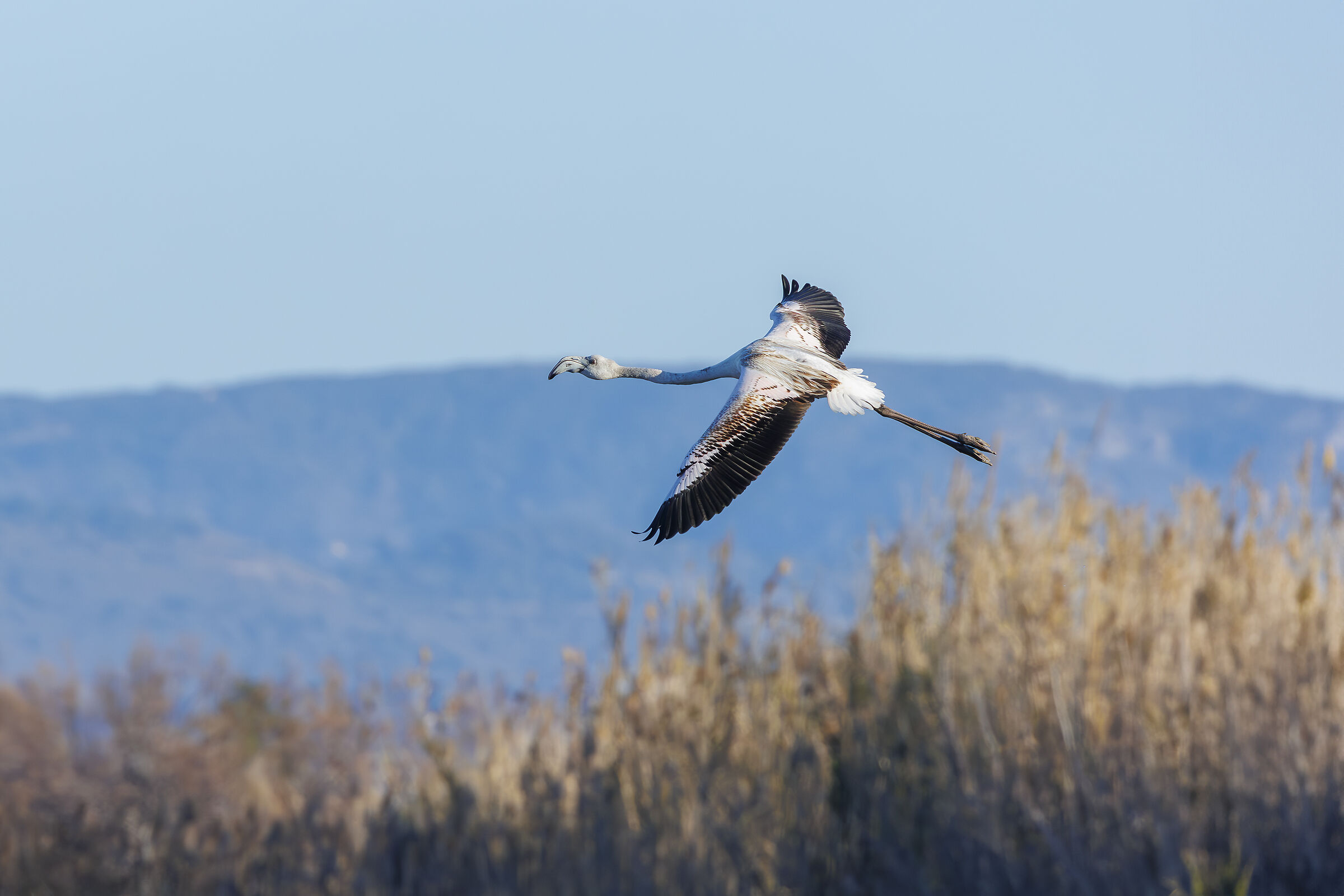 Young flamingo in flight