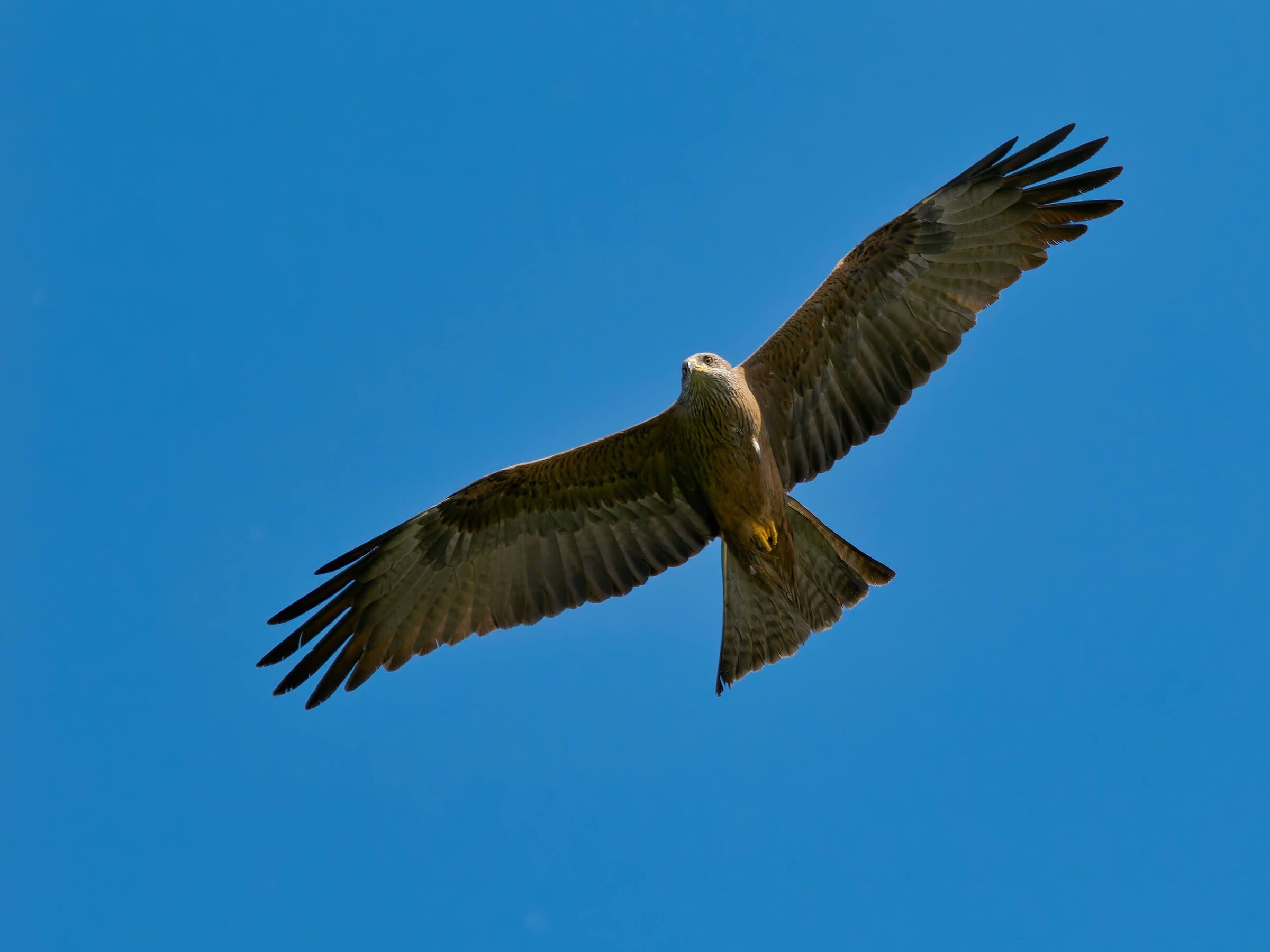 Black kite?