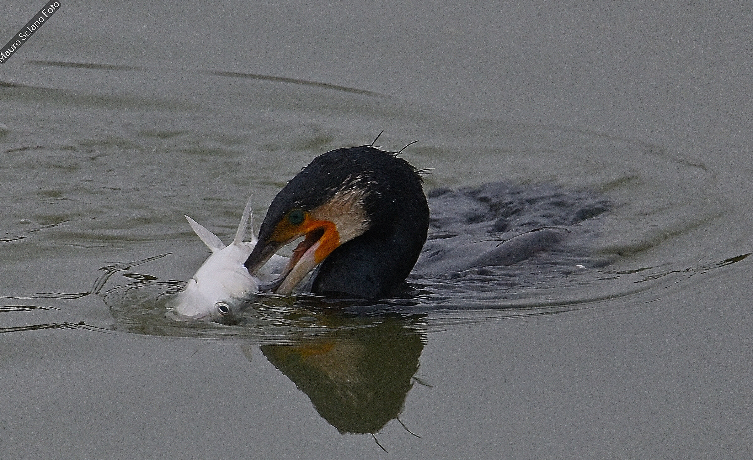 Cormorant with fish