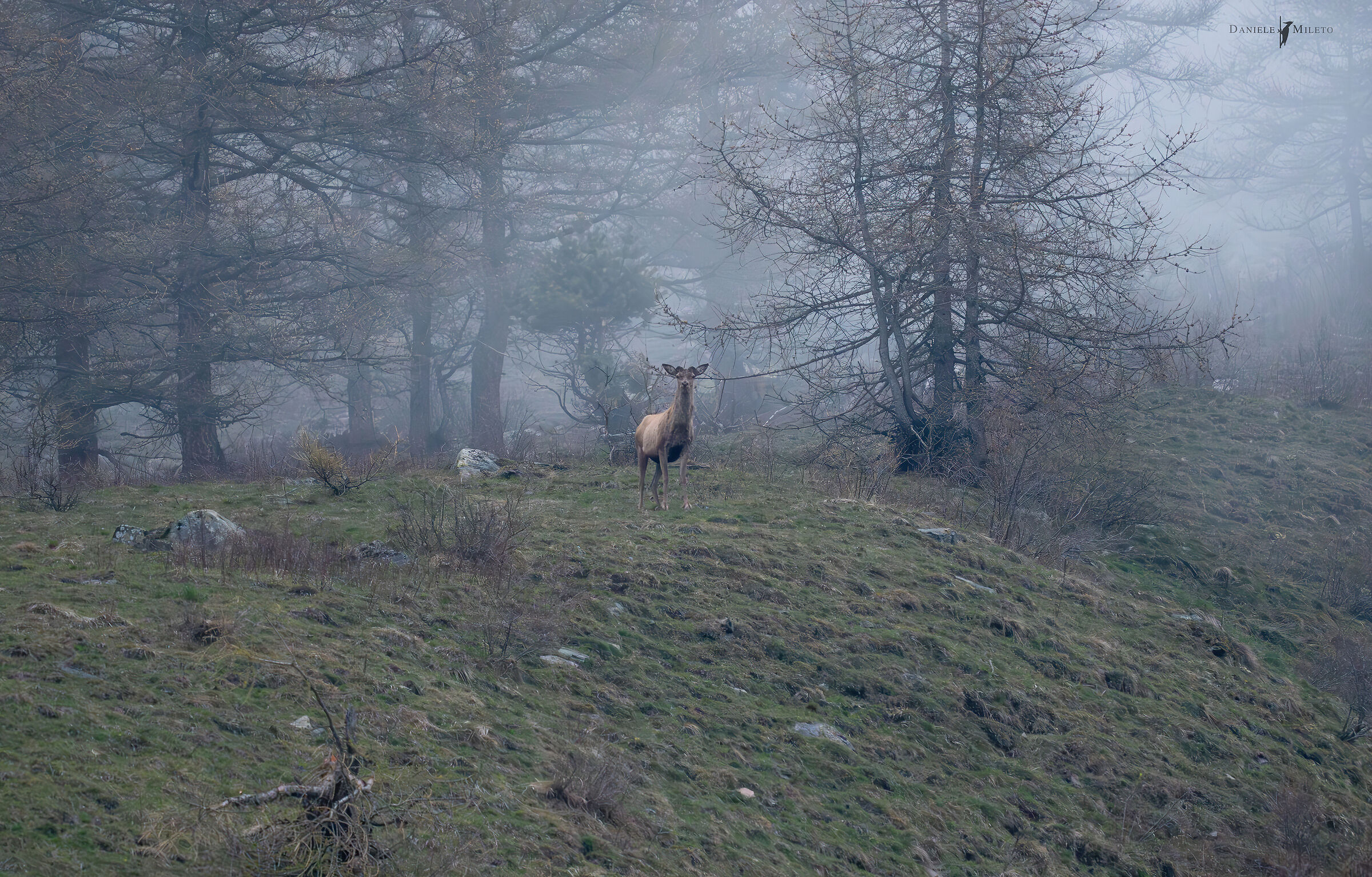 Forest Creature