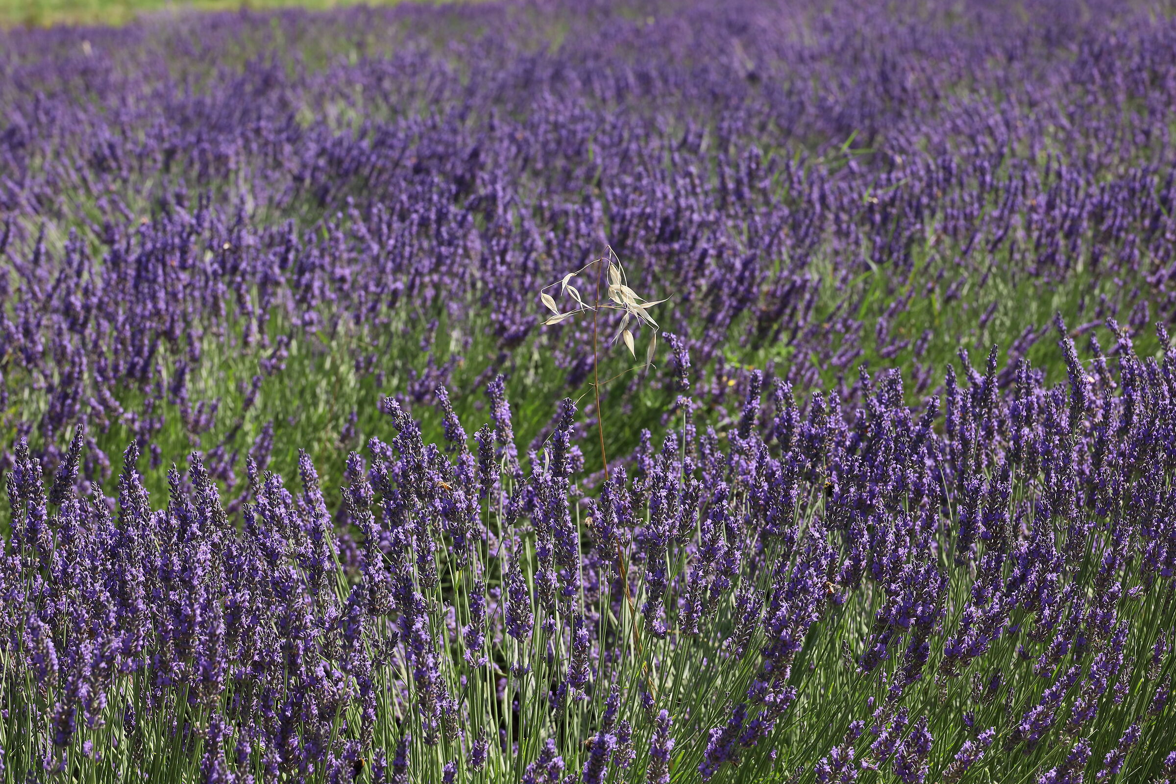 A little bit of white