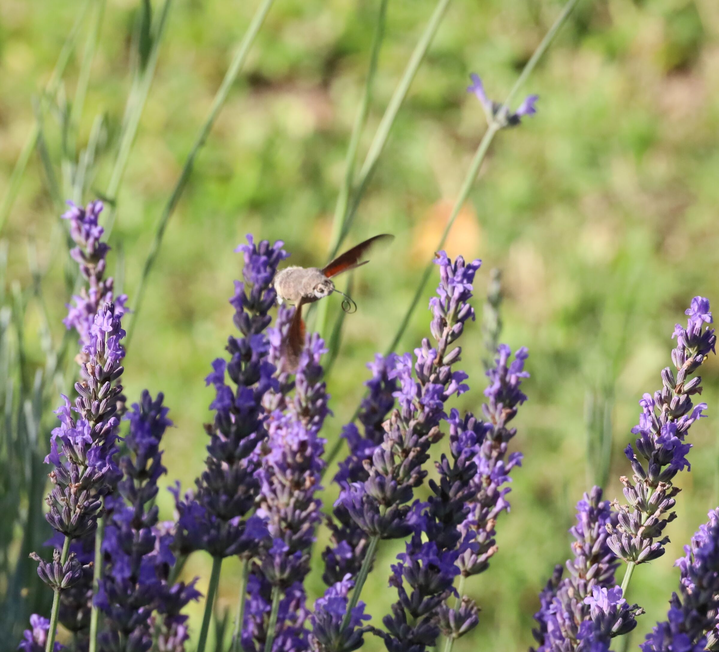 From one flower to another