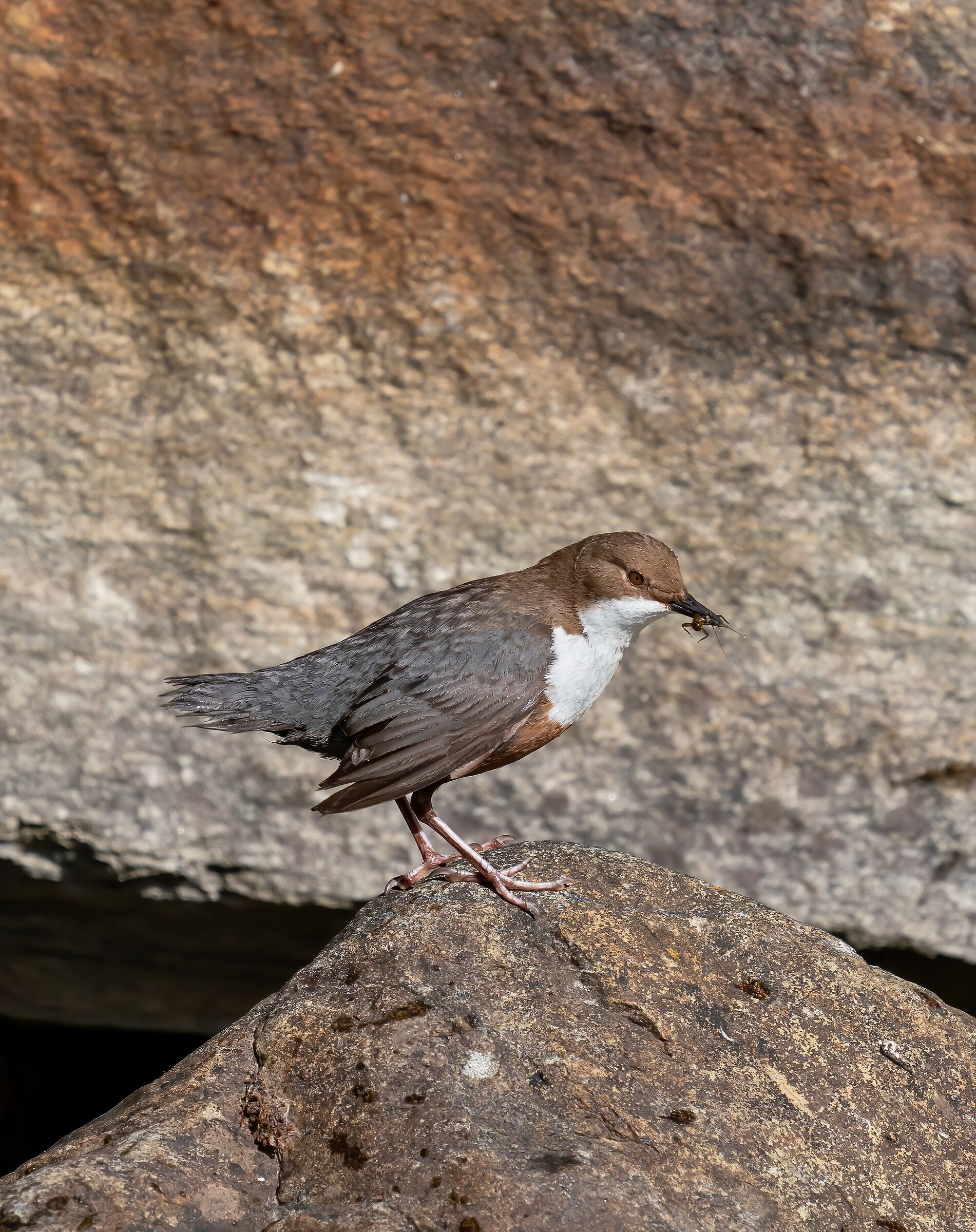 Dipper with prey