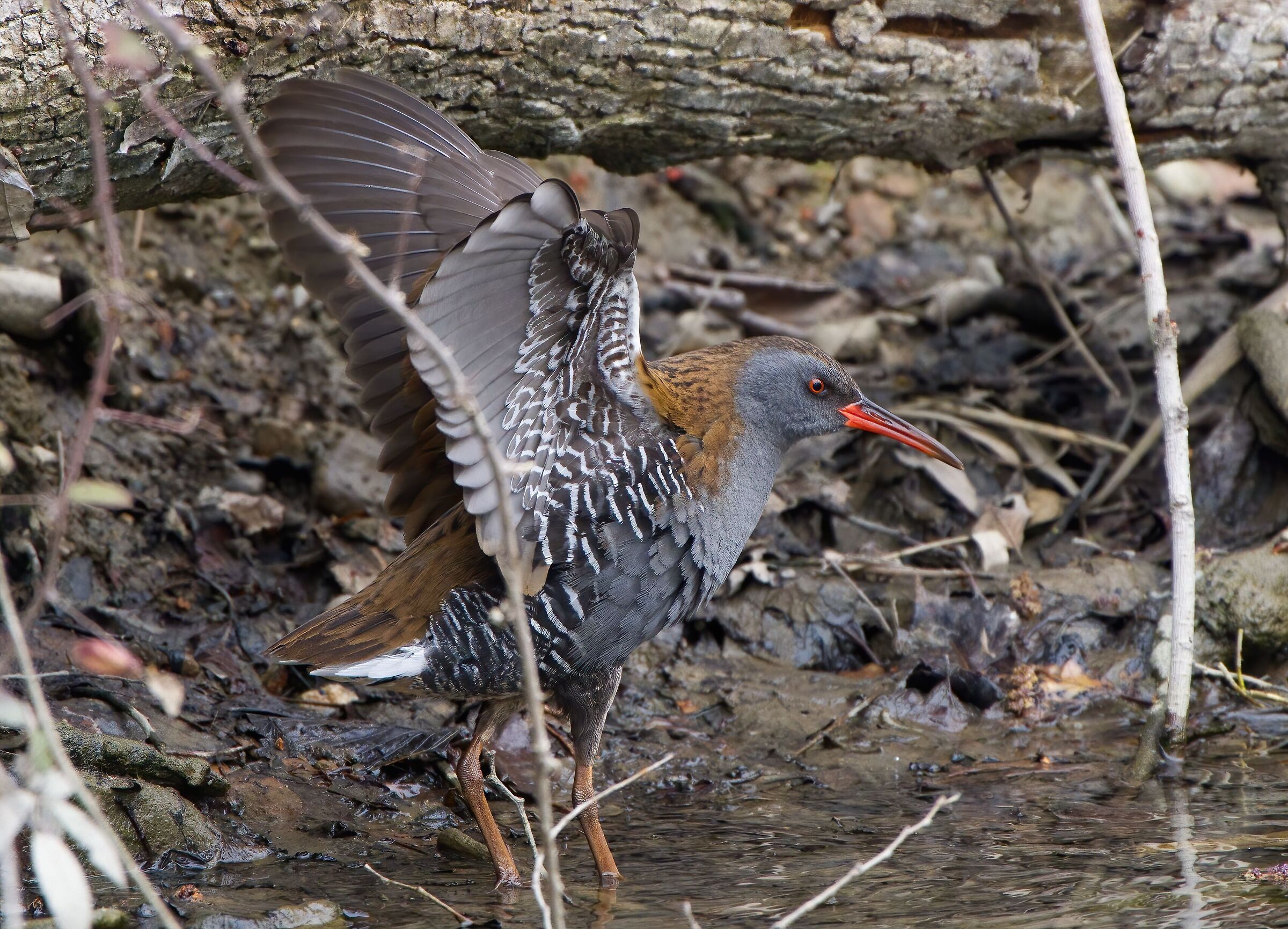 The water rail struts