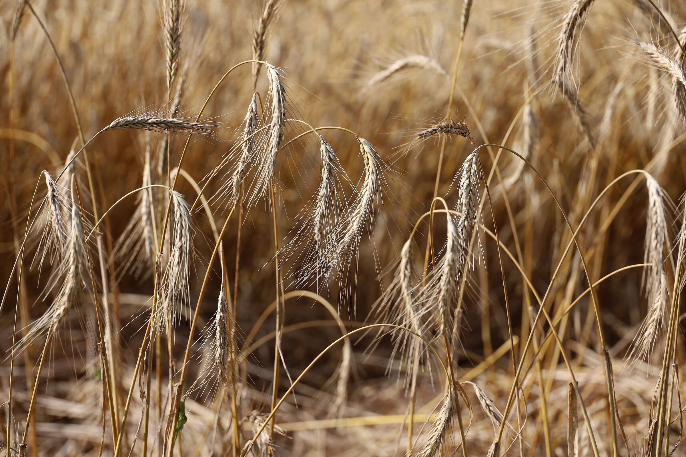 Ripe wheat