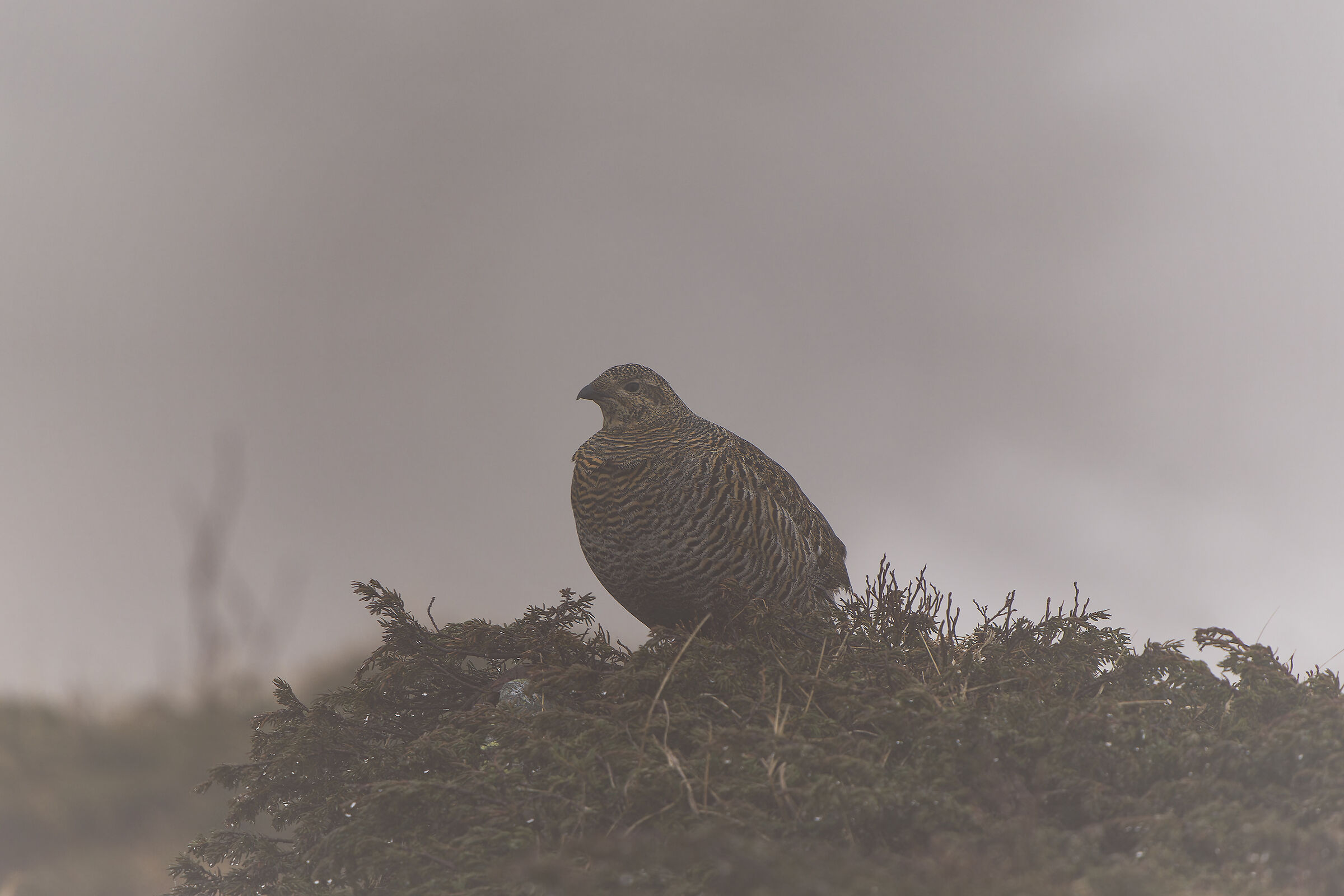 Femmina di gallo forcello