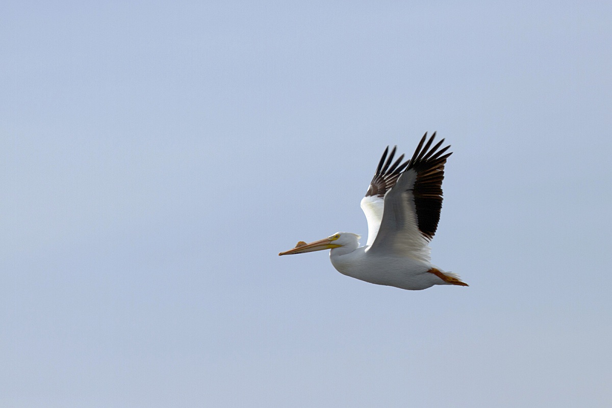 American White Pelican