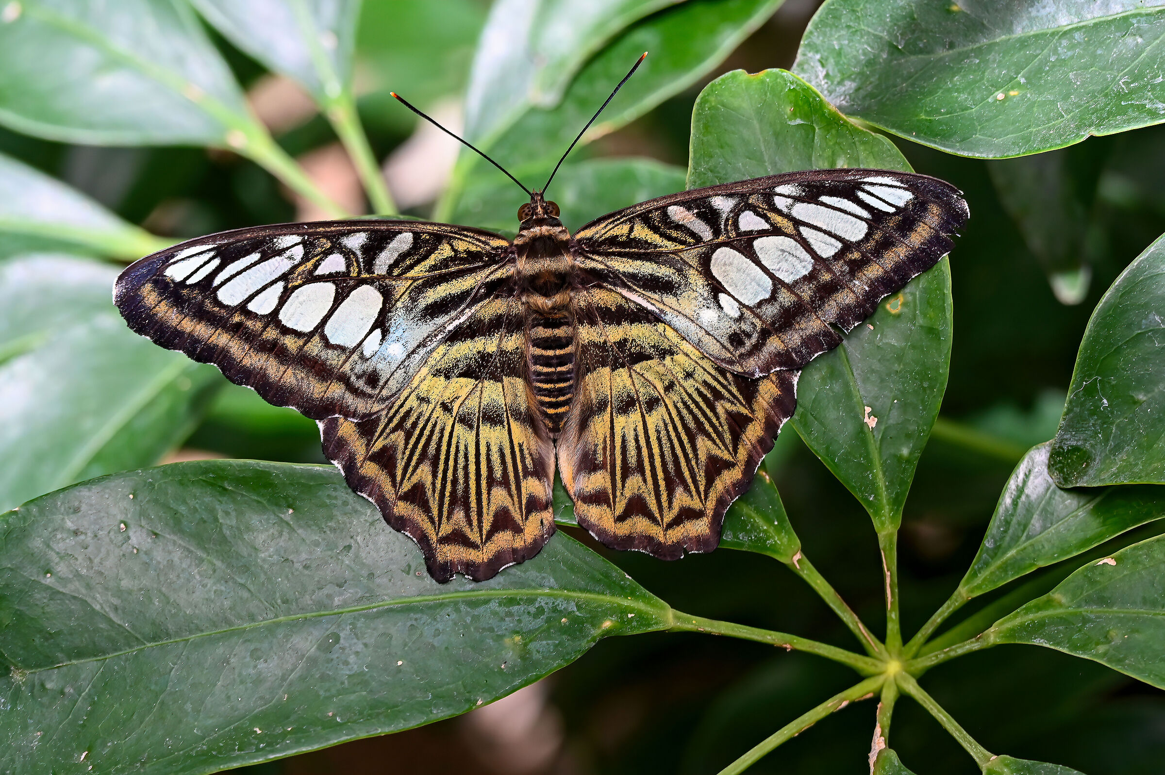 Parthenos sylvia