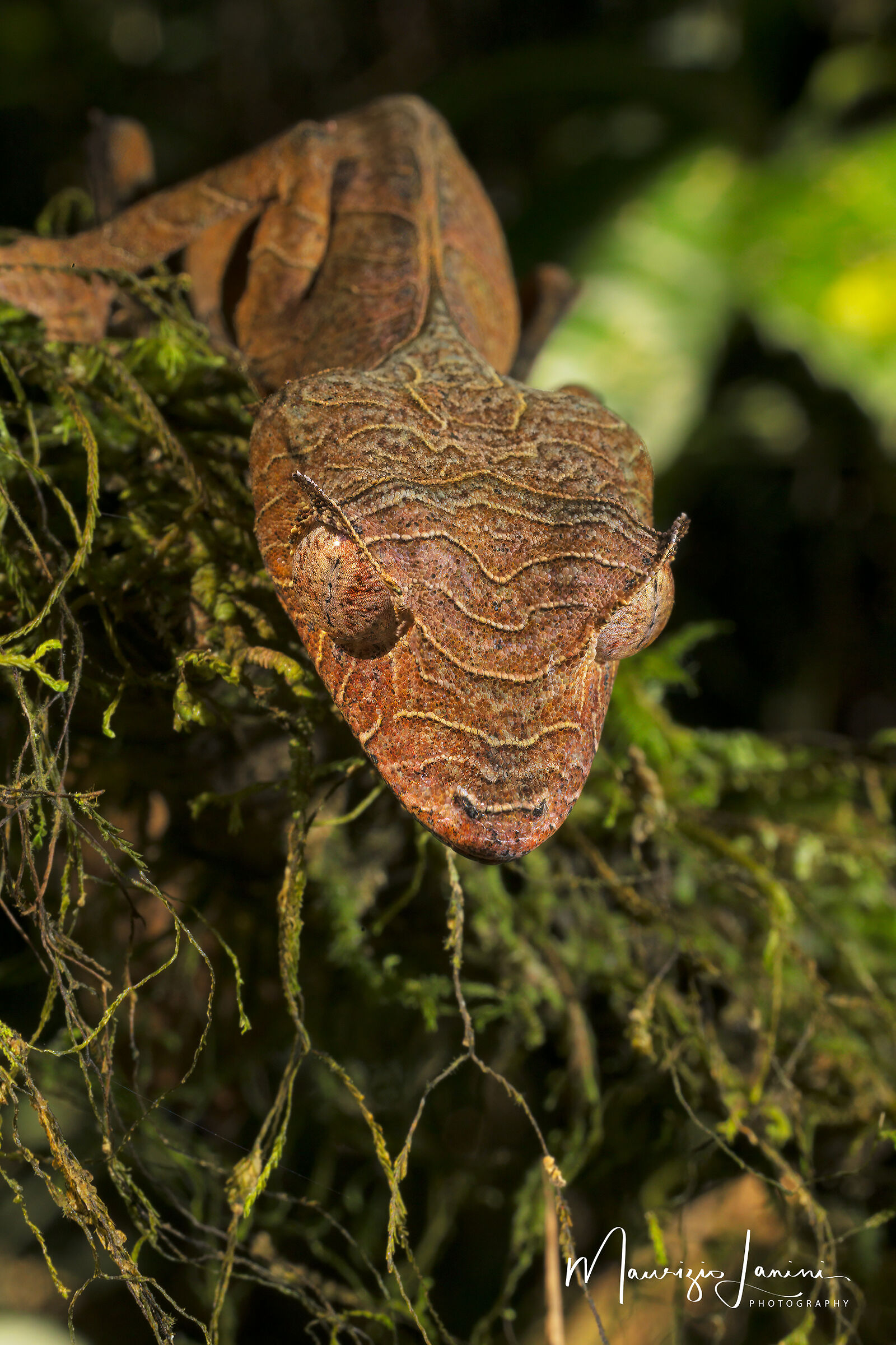 Geco satanico dalla coda a foglia